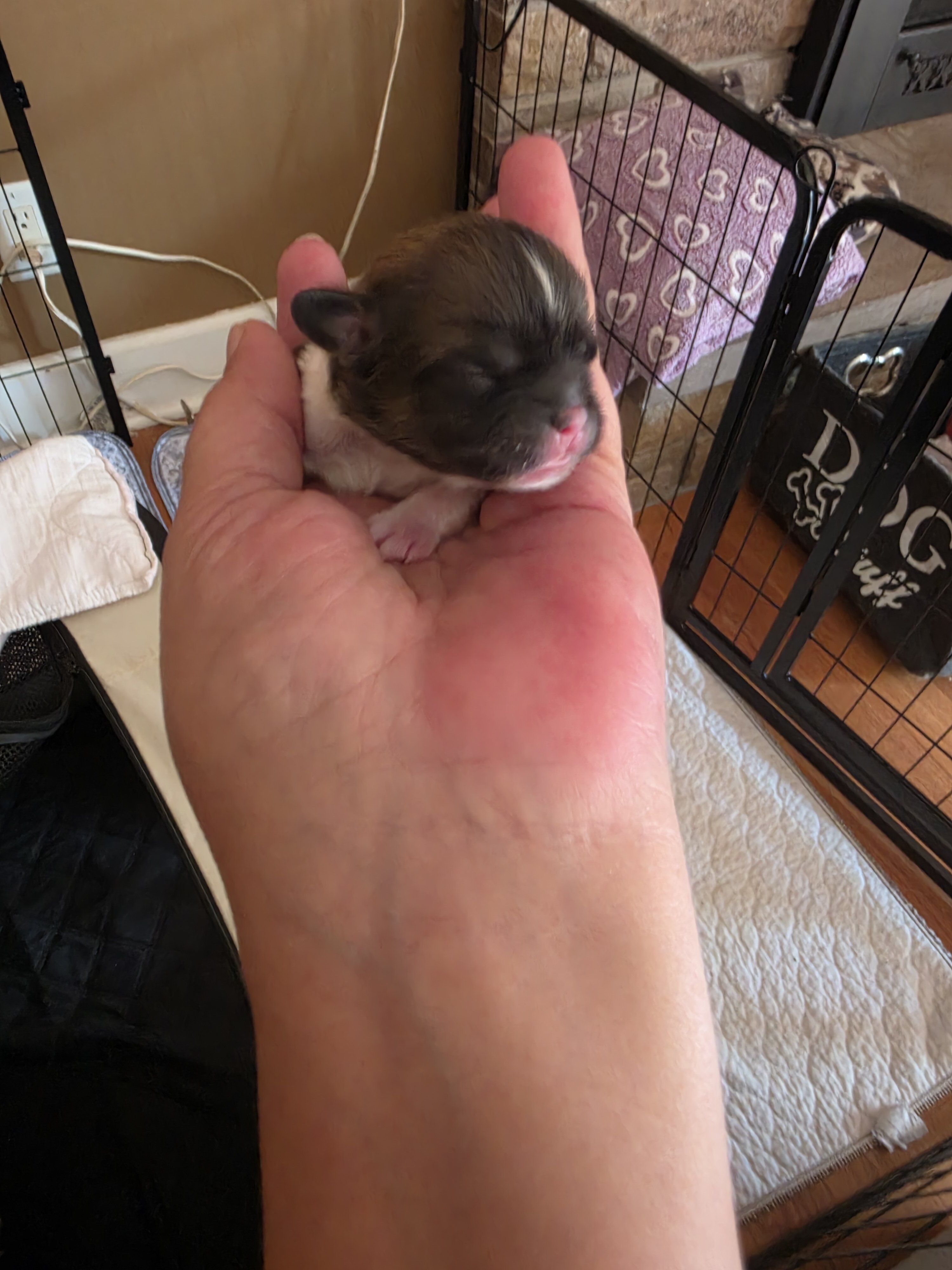 Puppies image 1