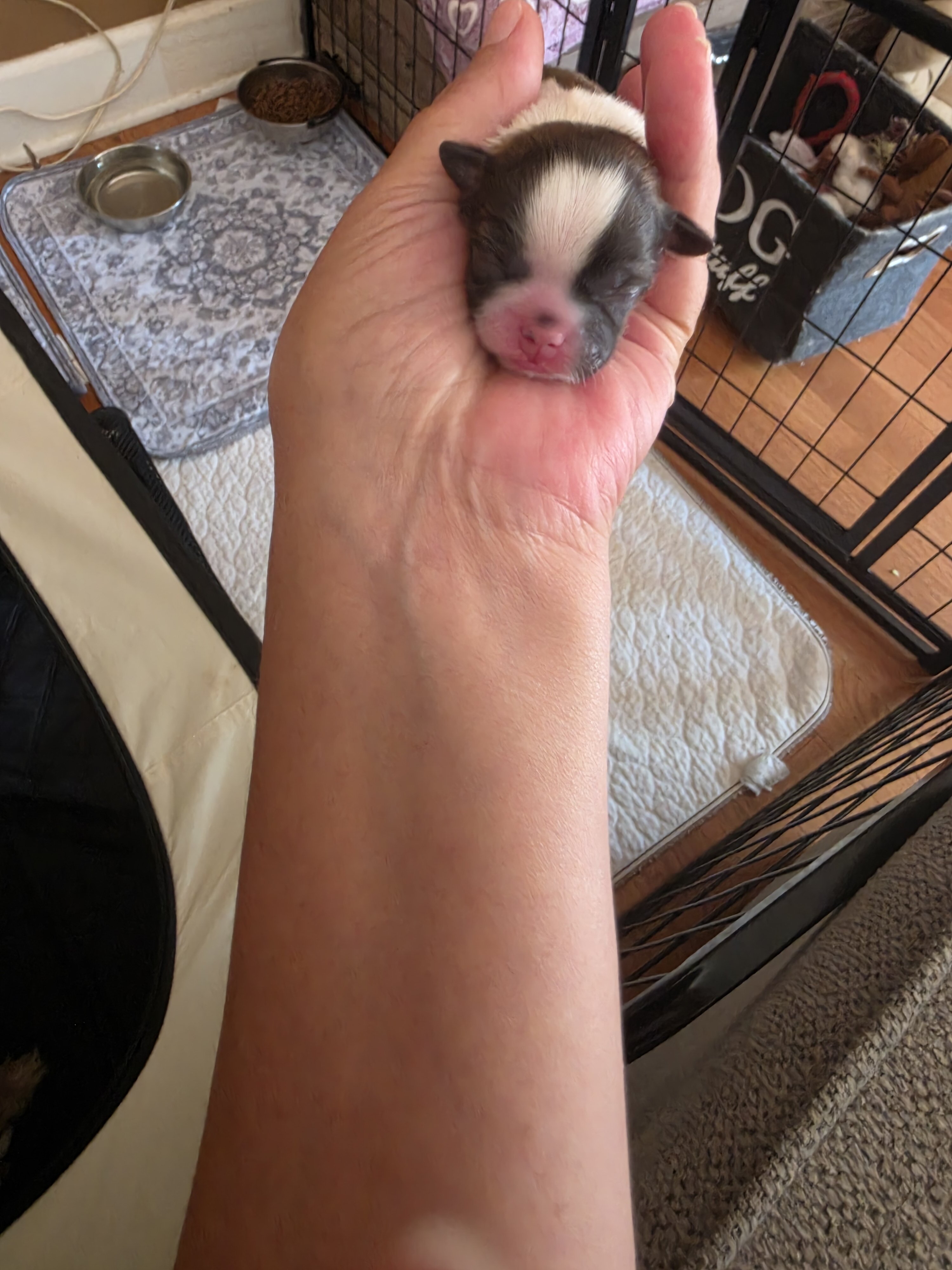 Puppies image 2