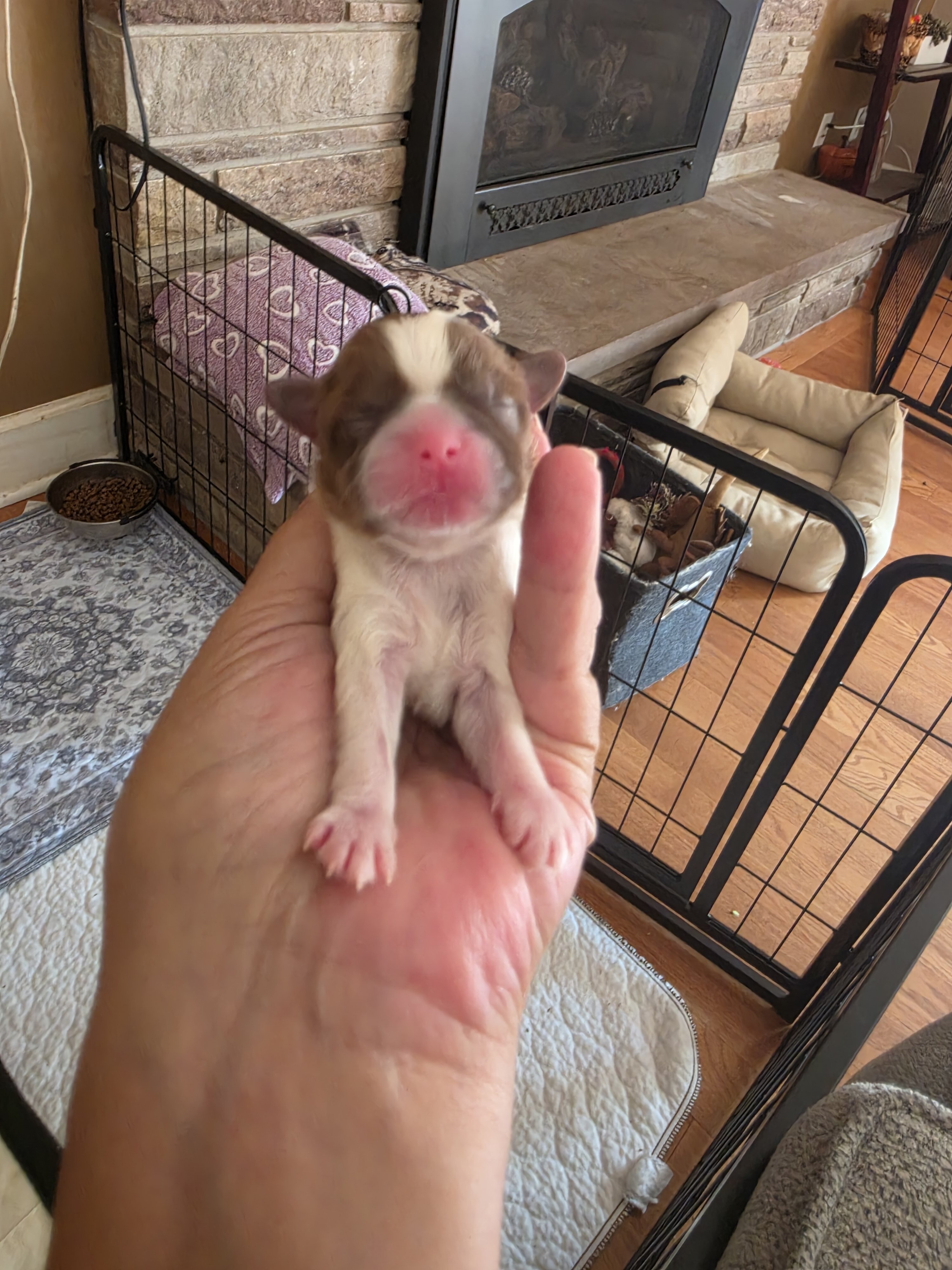 Puppies image 4