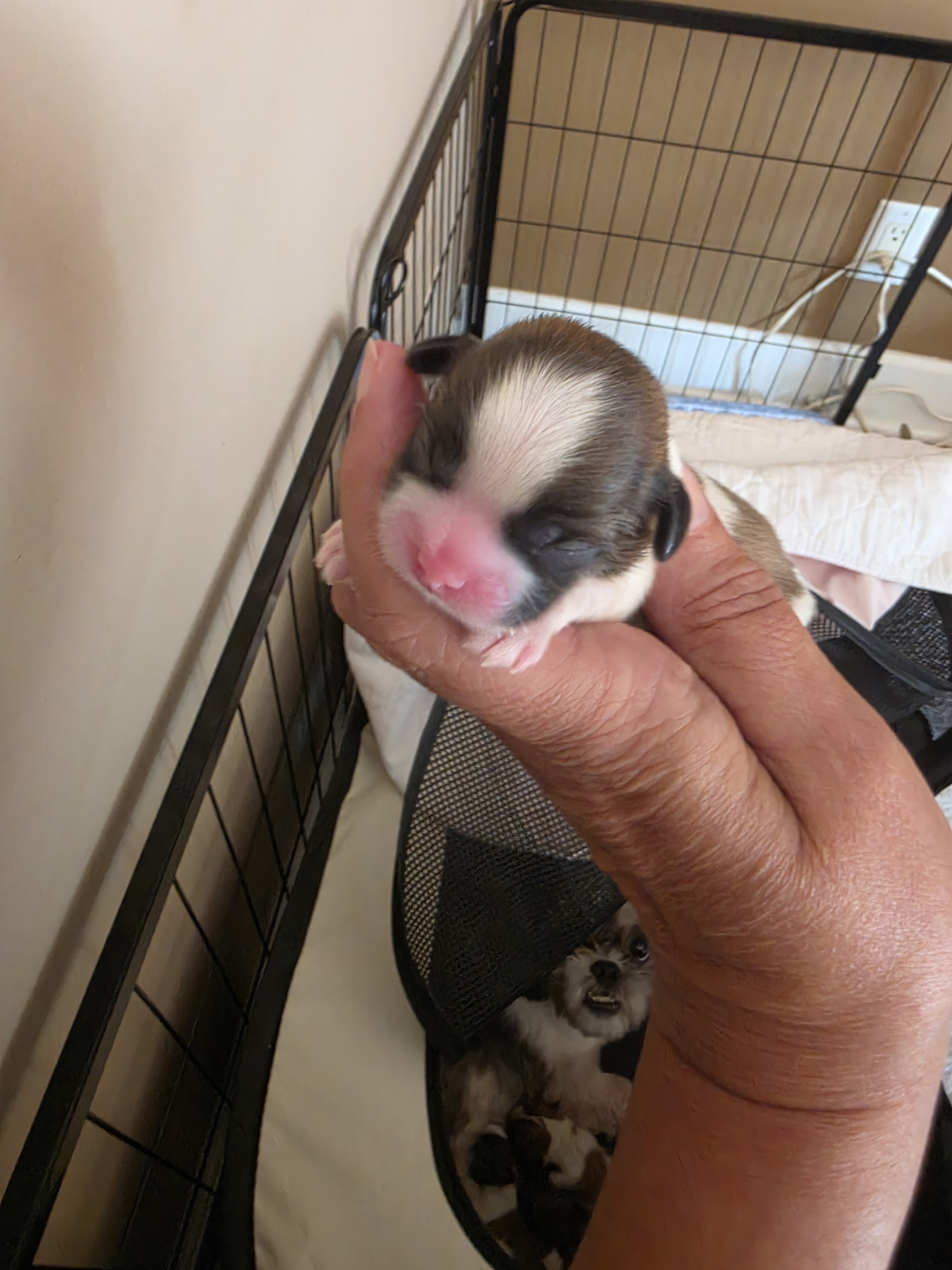 Puppies image 5