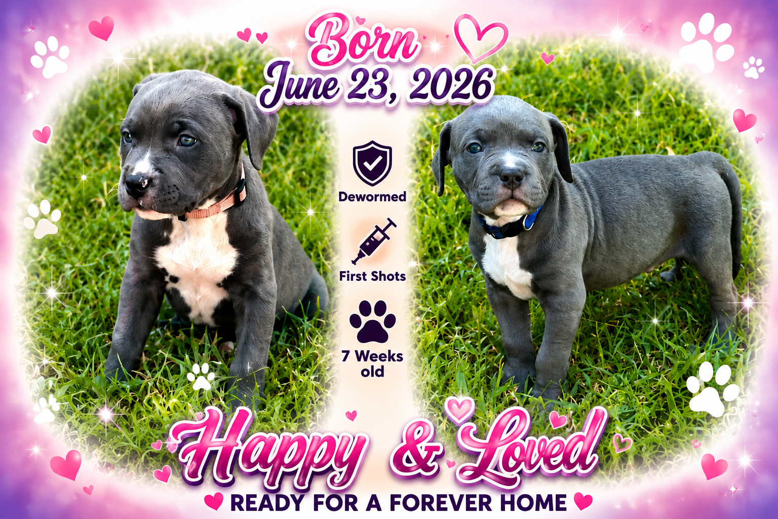 Pitbull Puppies image 1