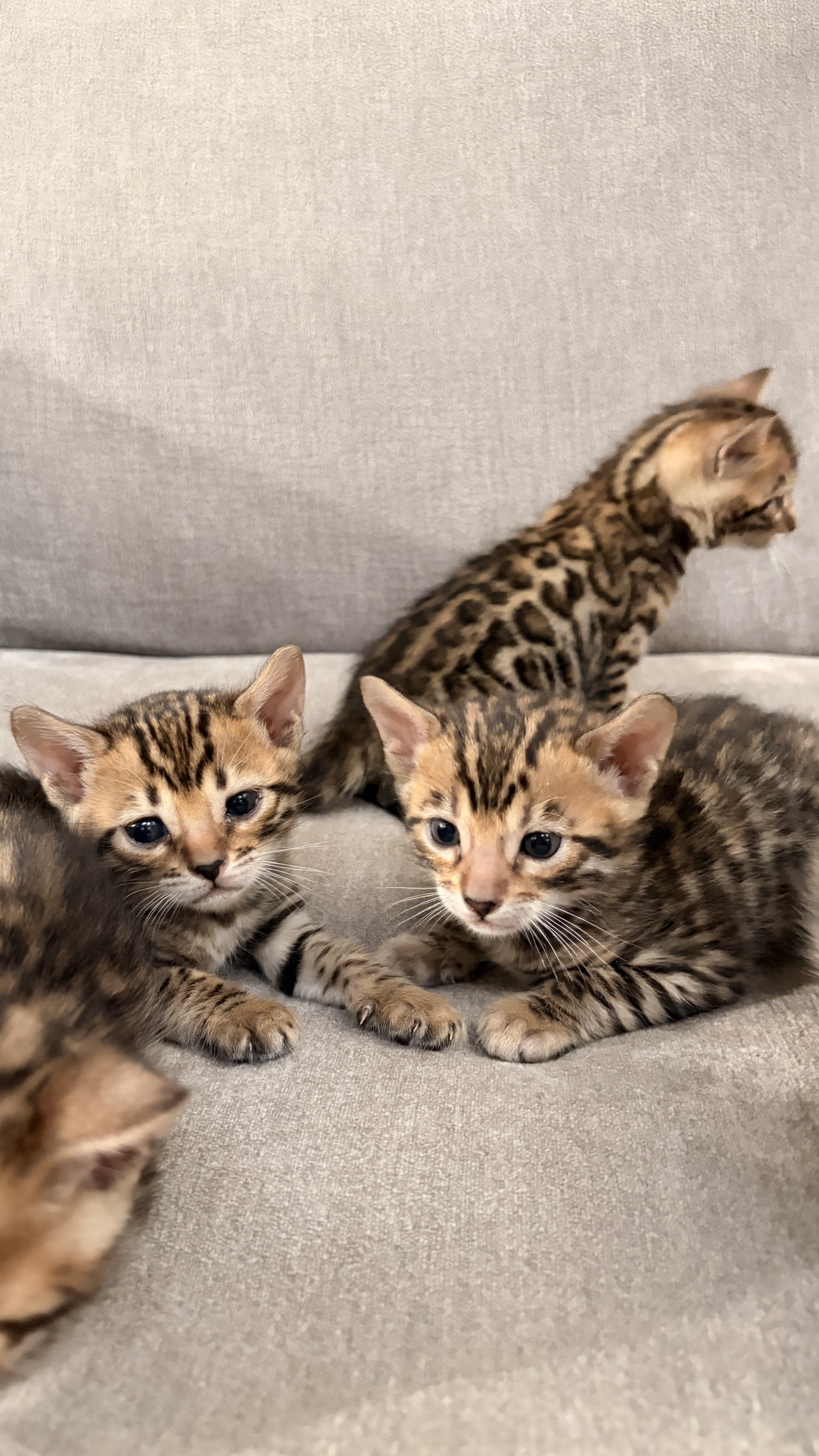 Bengal Kittens image 1