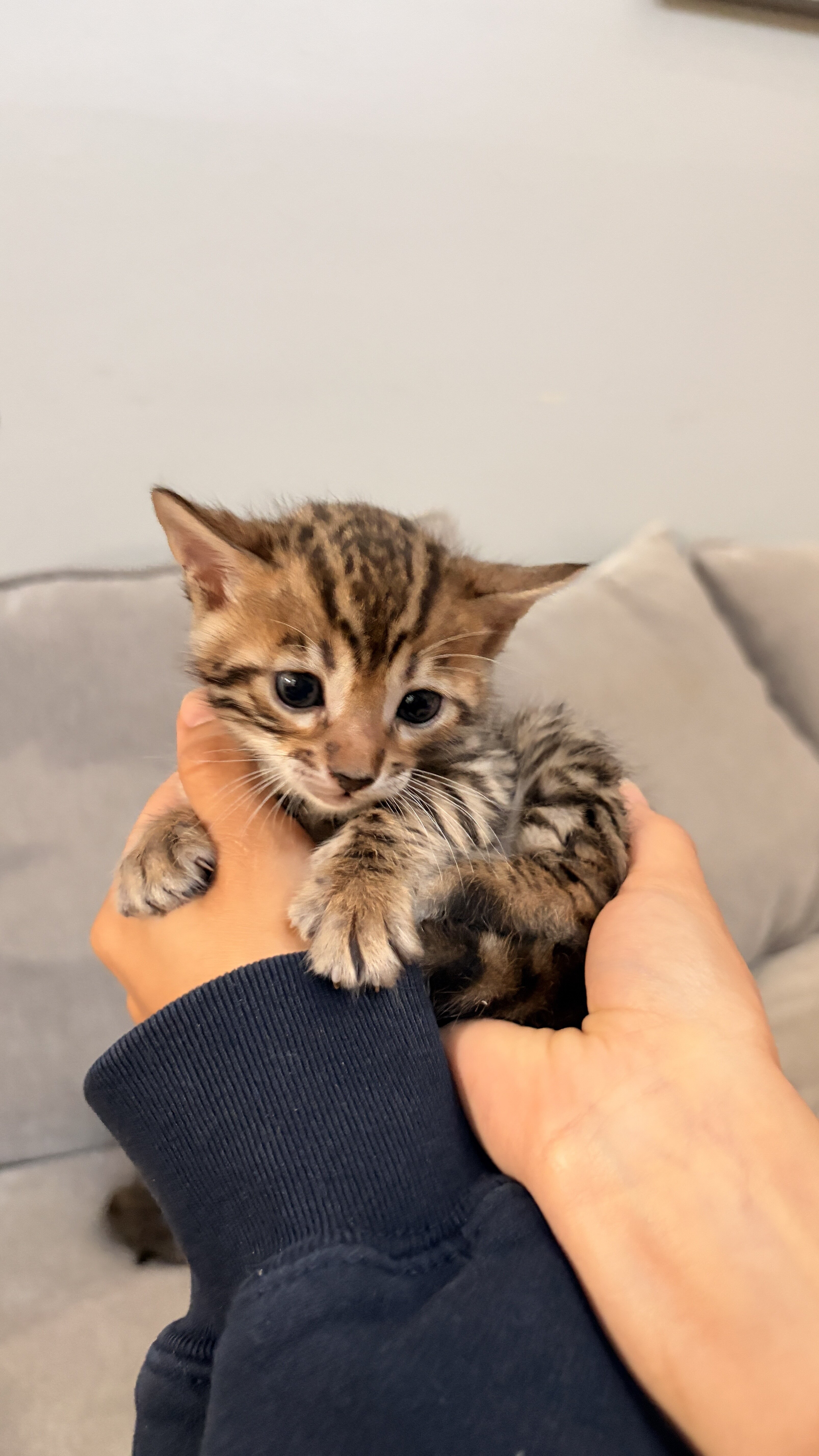 Bengal Kittens image 2
