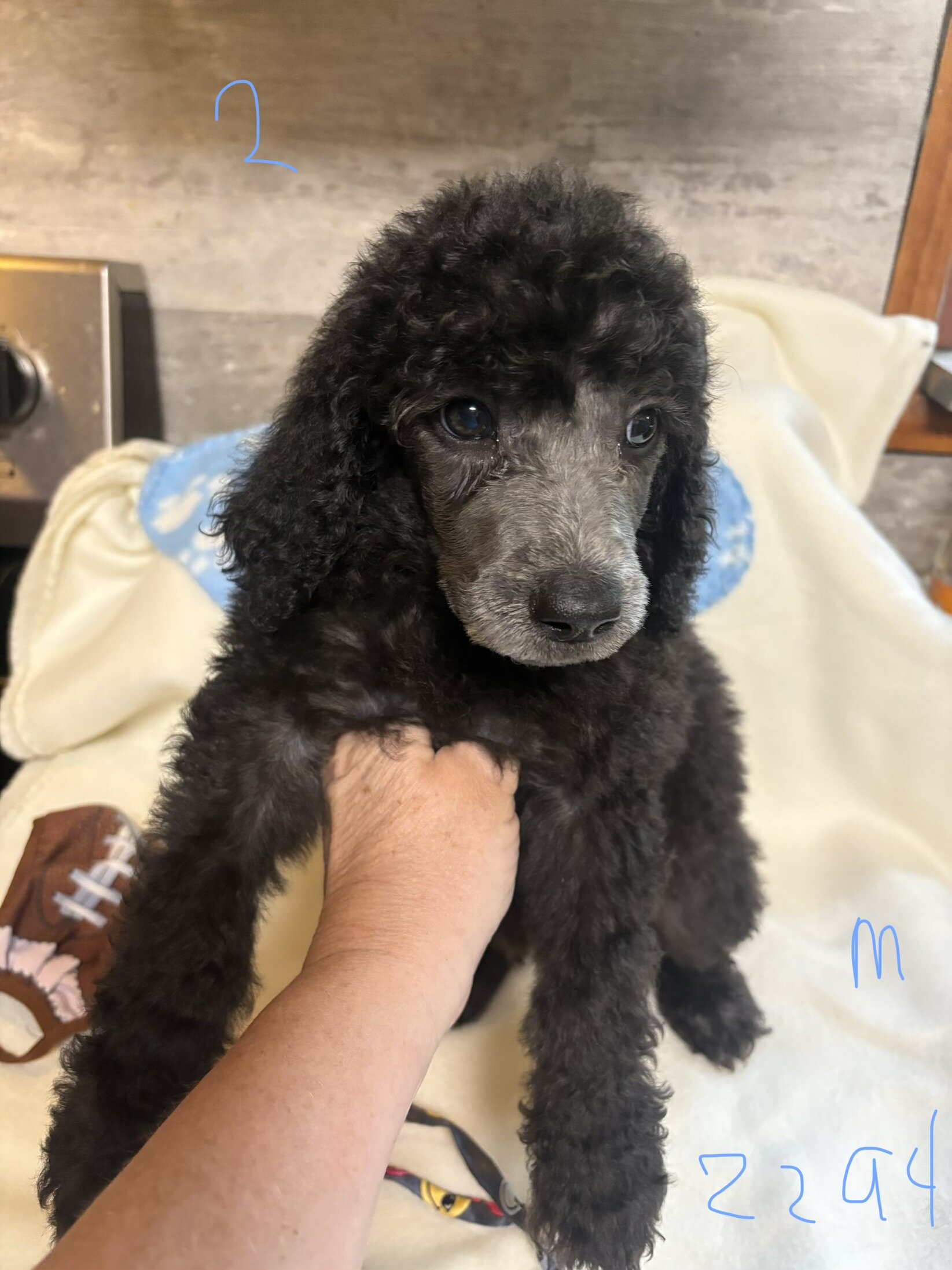Standard poodle puppies image 3