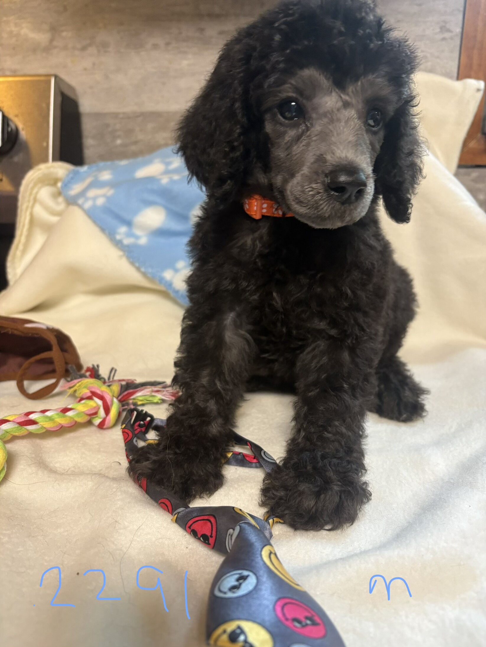 Standard poodle puppies image 2