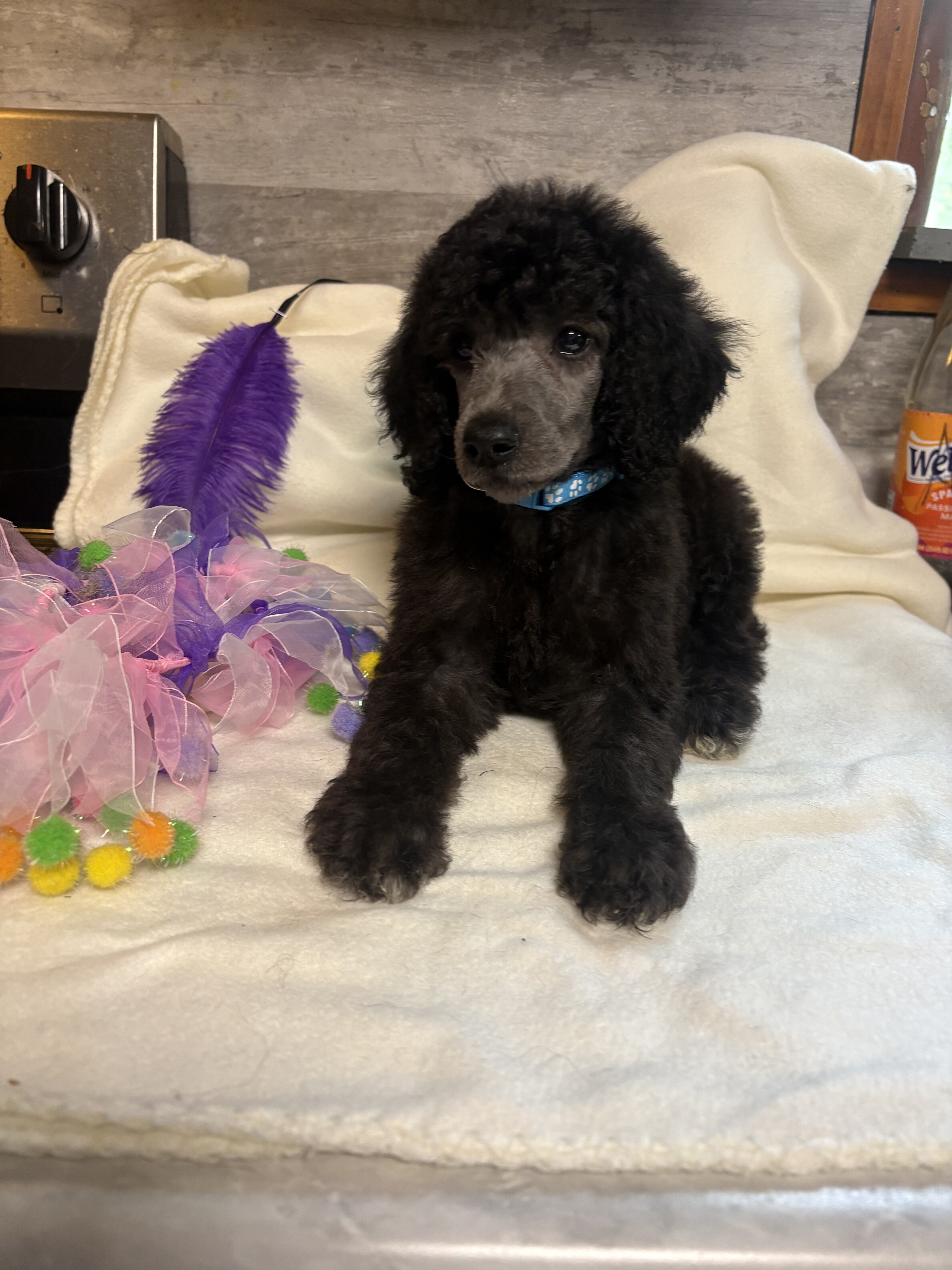 Standard poodle puppies image 7