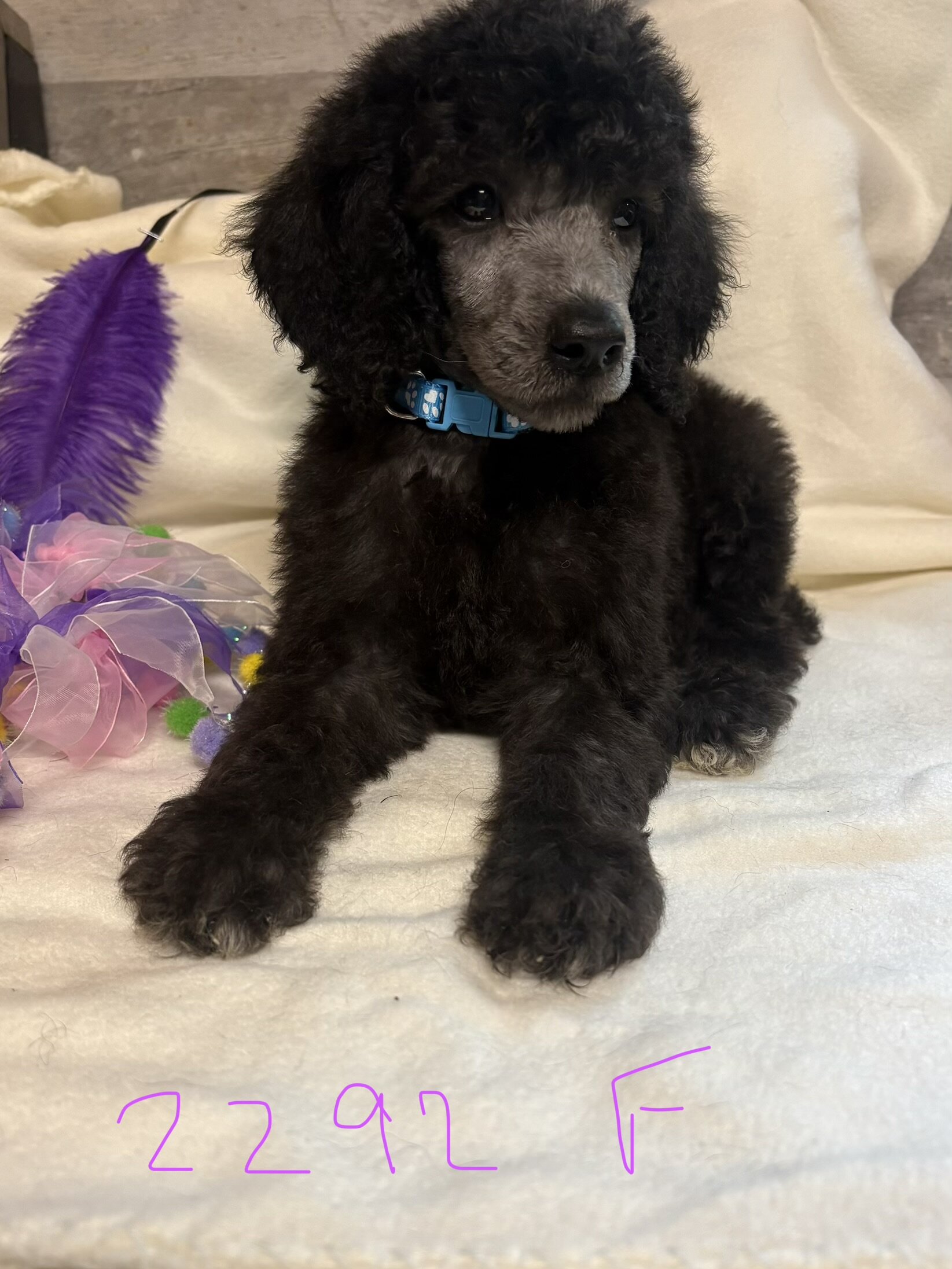 Standard poodle puppies image 1