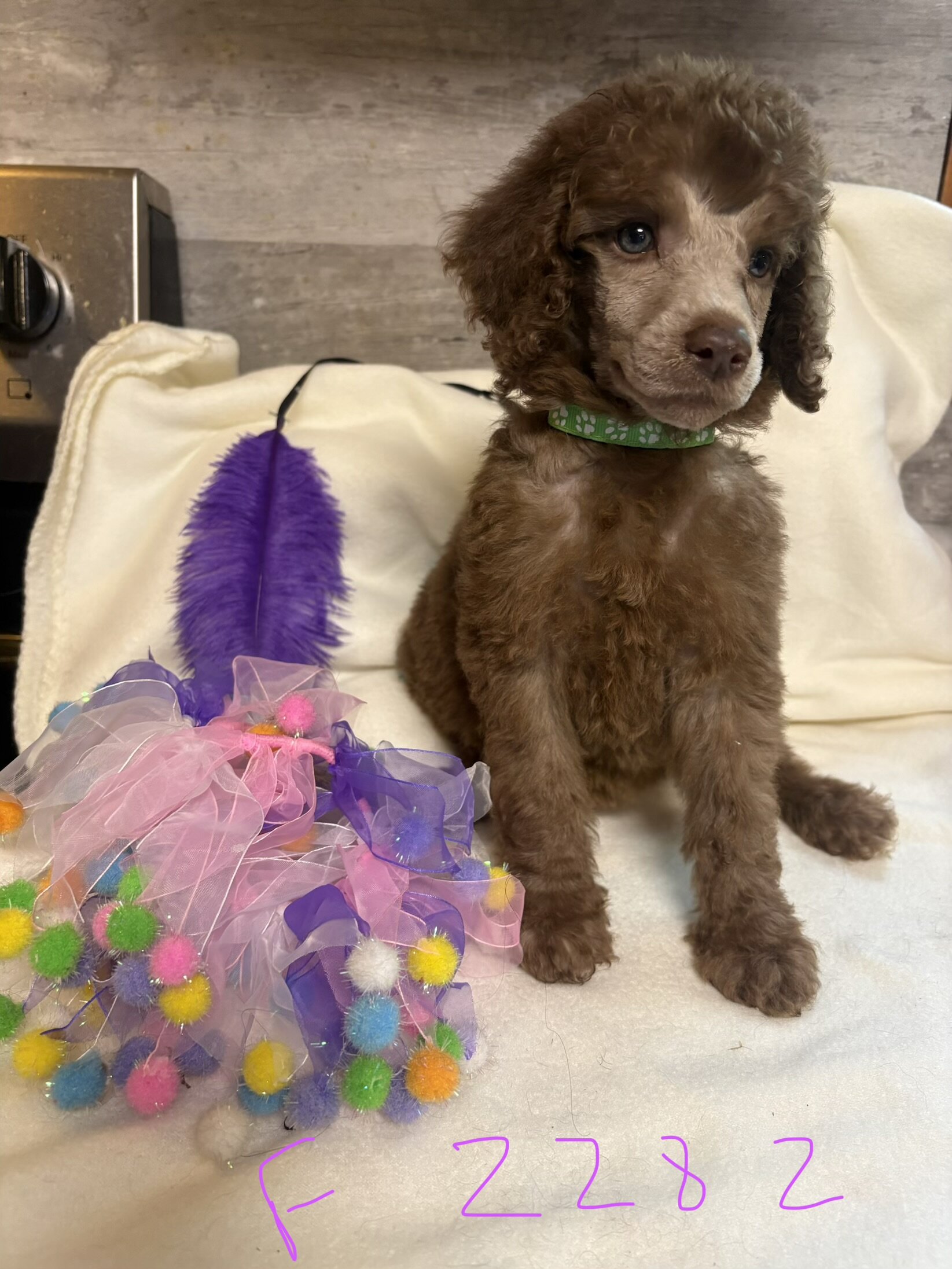 Standard poodle puppies image 4