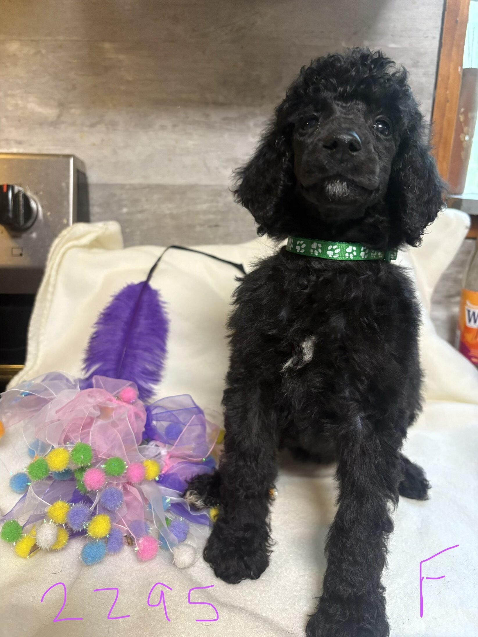 Standard poodle puppies image 6