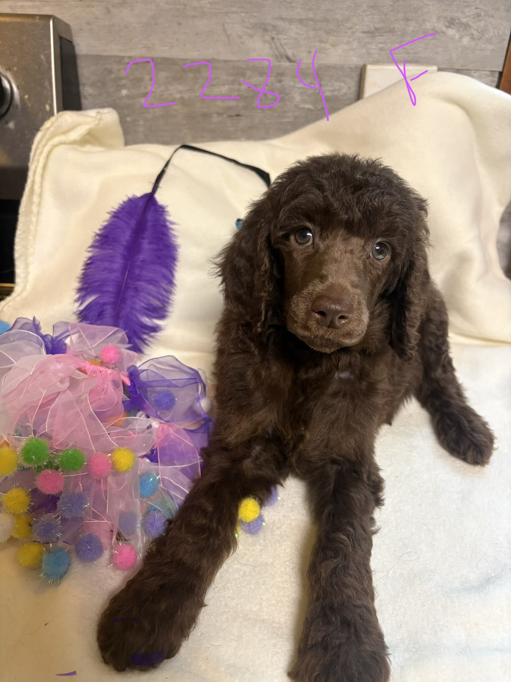 Standard poodle puppies image 5