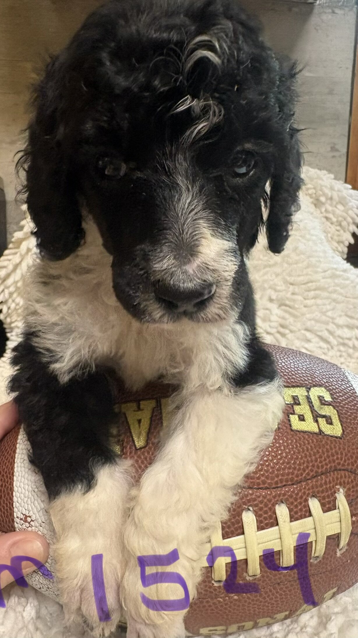 Poodle puppies image 3