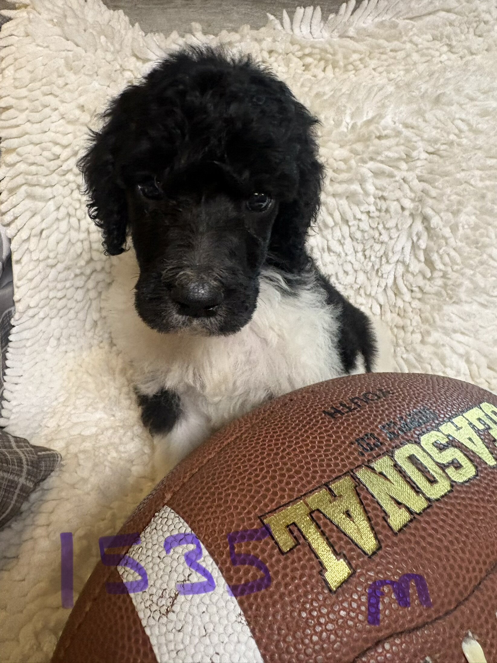 Poodle puppies image 7