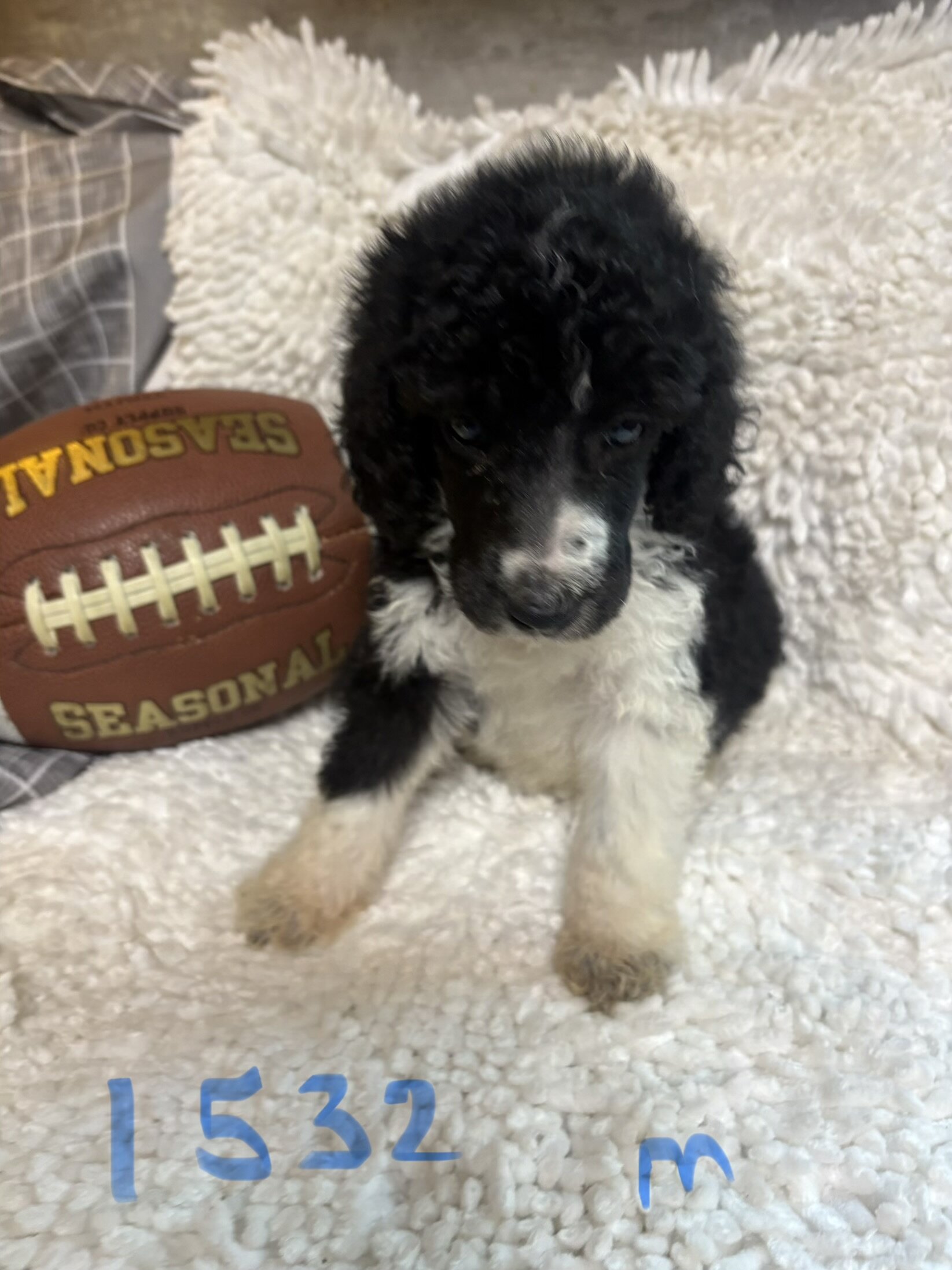 Poodle puppies image 8