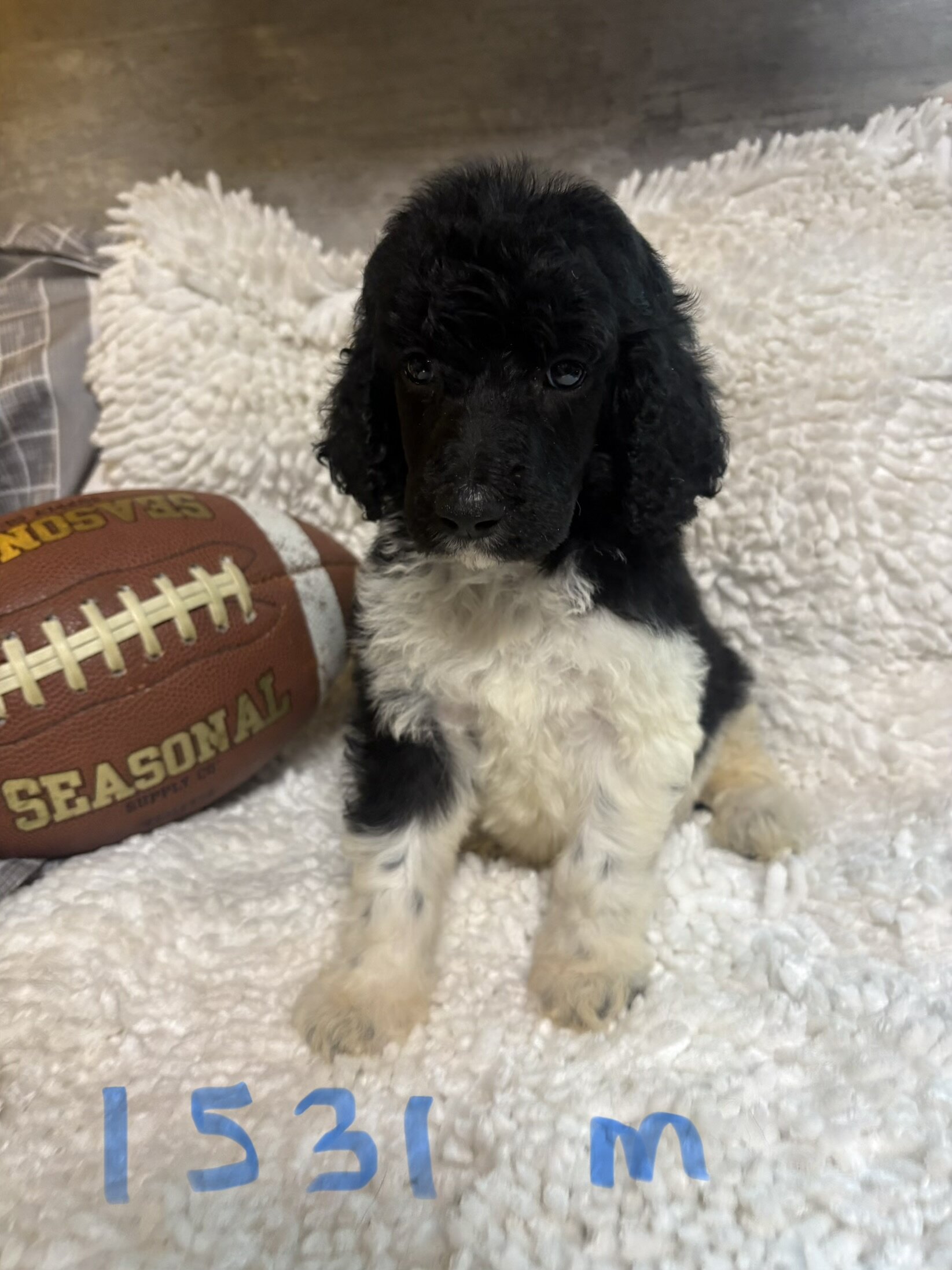 Poodle puppies image 4