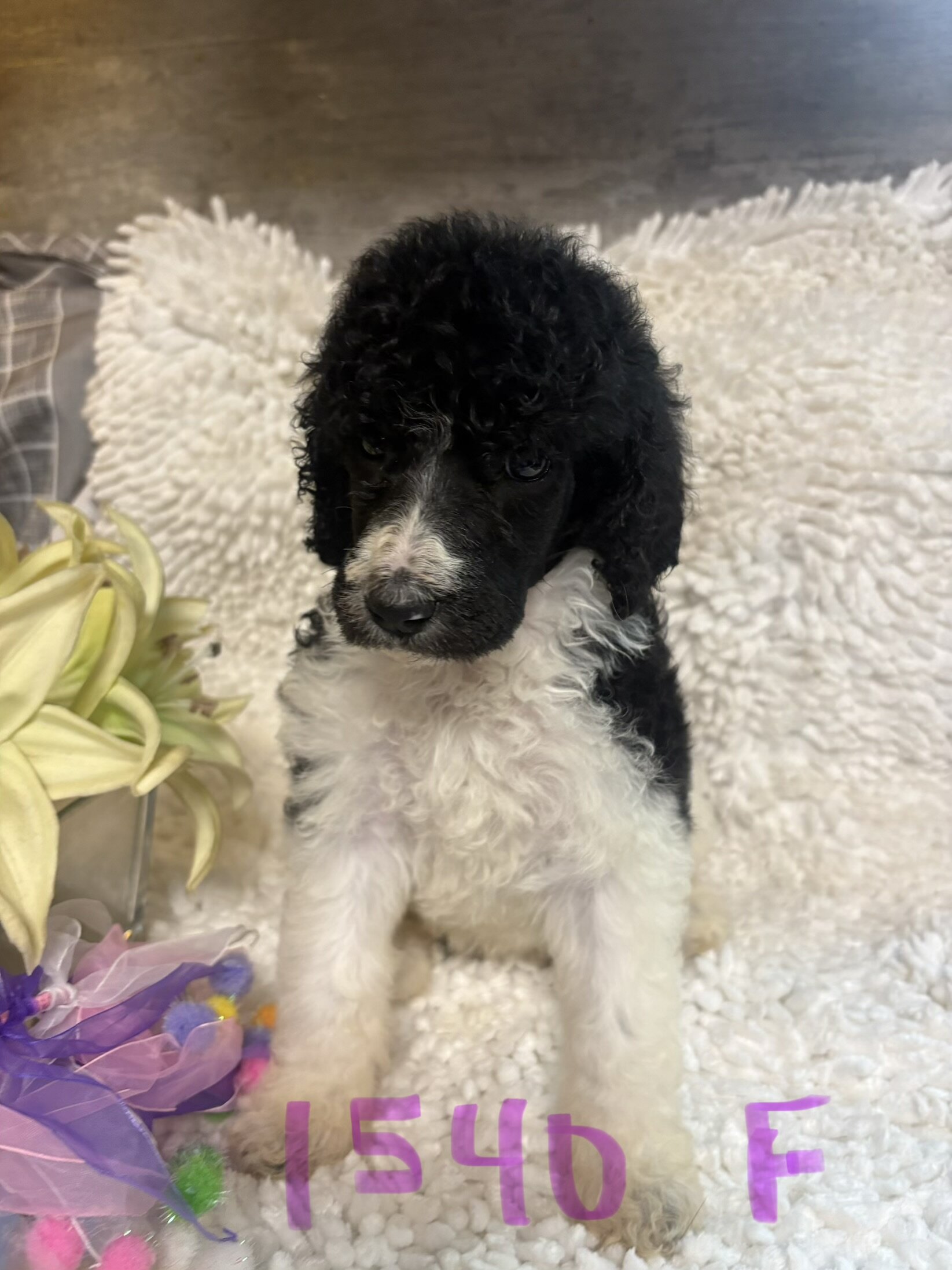 Poodle puppies image 6