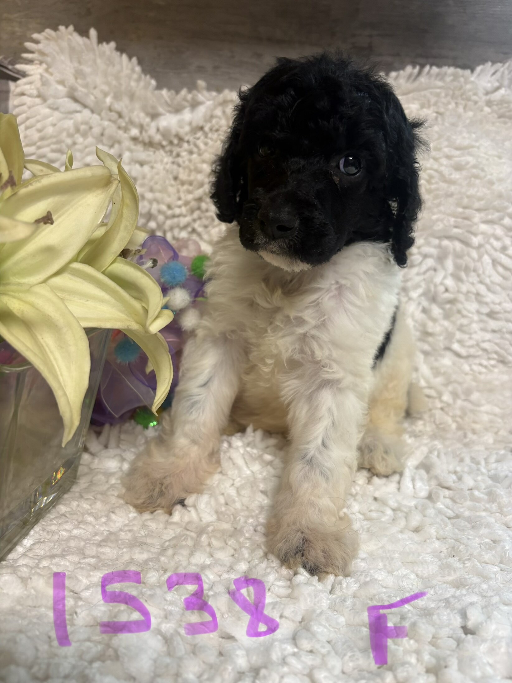 Poodle puppies image 9
