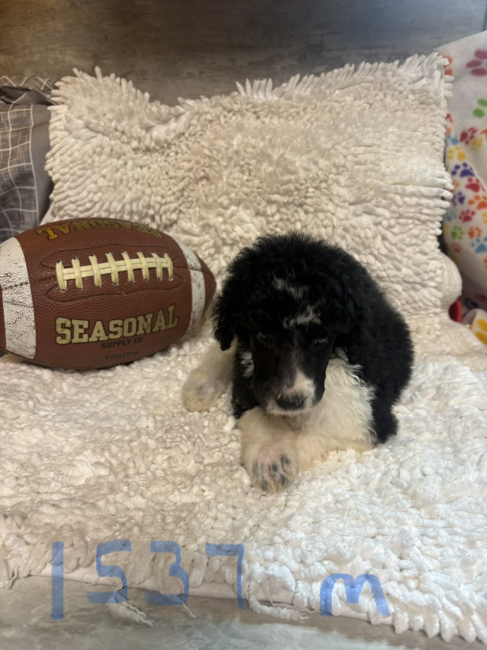 Poodle puppies image 5