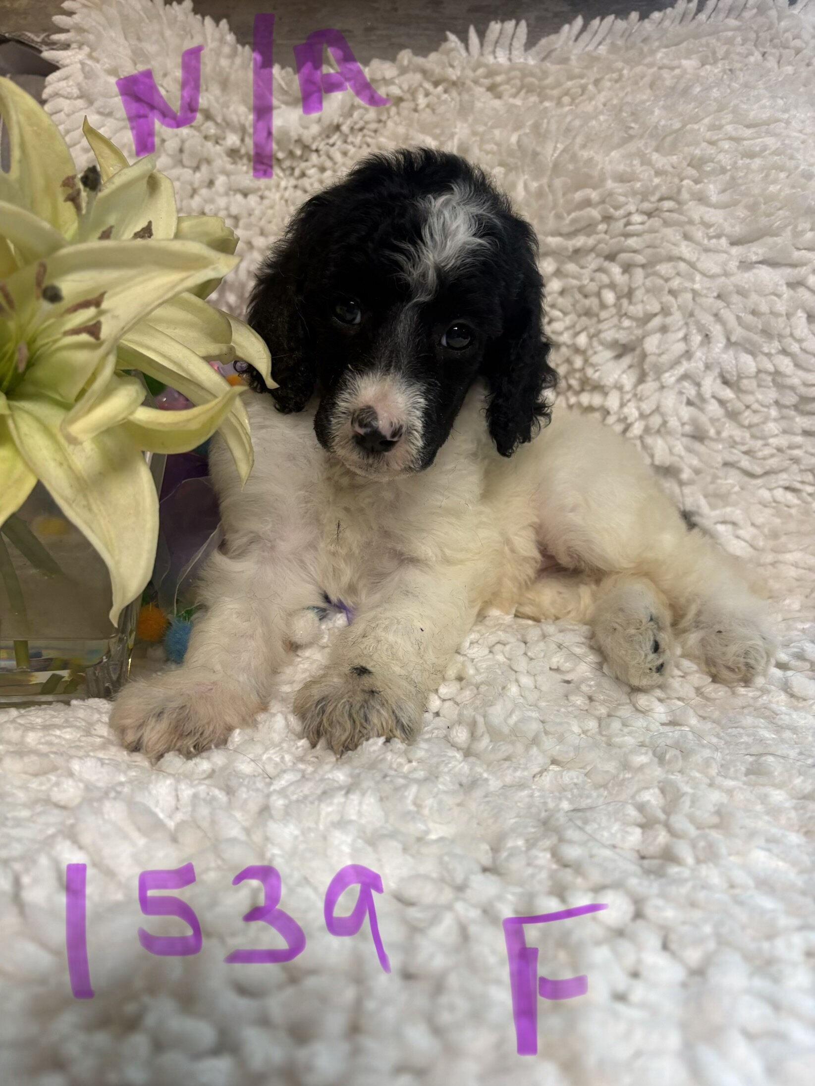 Poodle puppies image 1