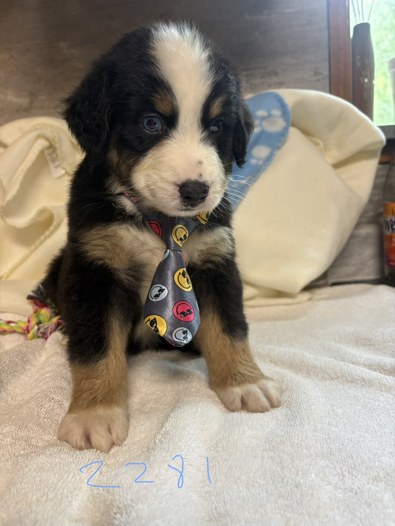Australian mountain dog pups image 2