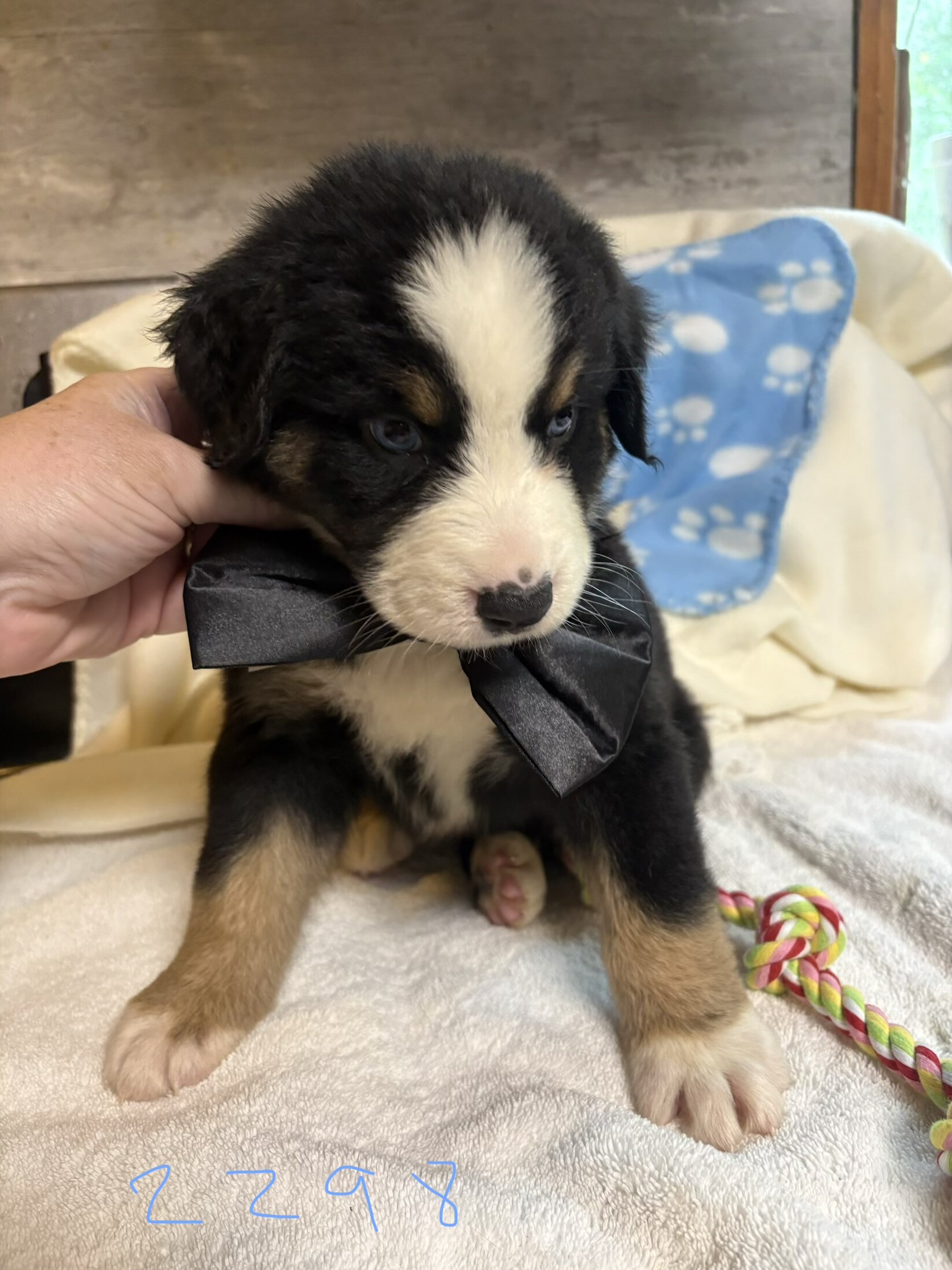 Australian mountain dog pups image 4