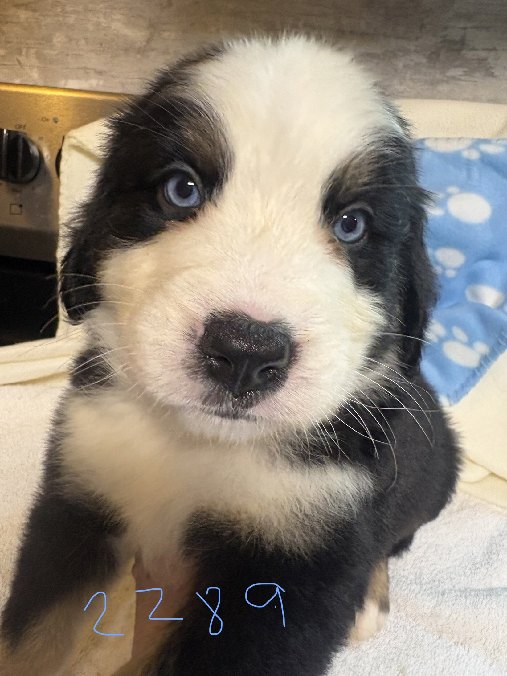 Australian mountain dog pups image 6