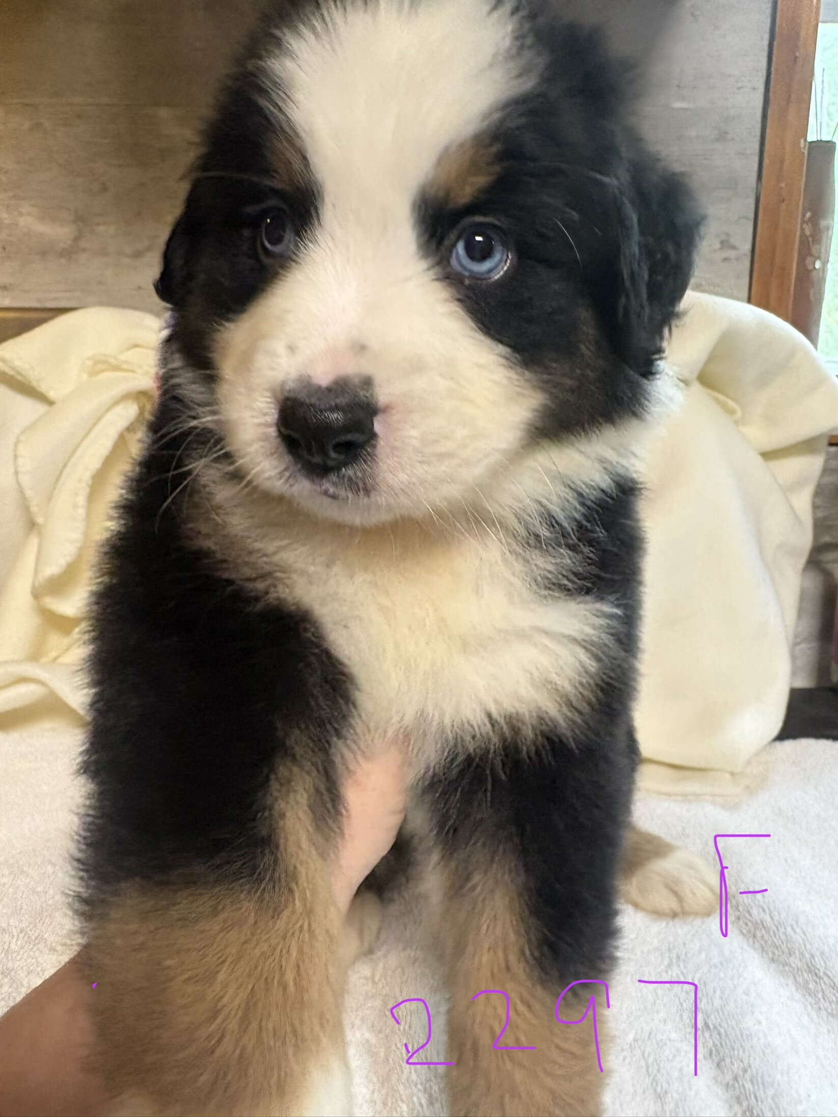 Australian mountain dog pups image 1