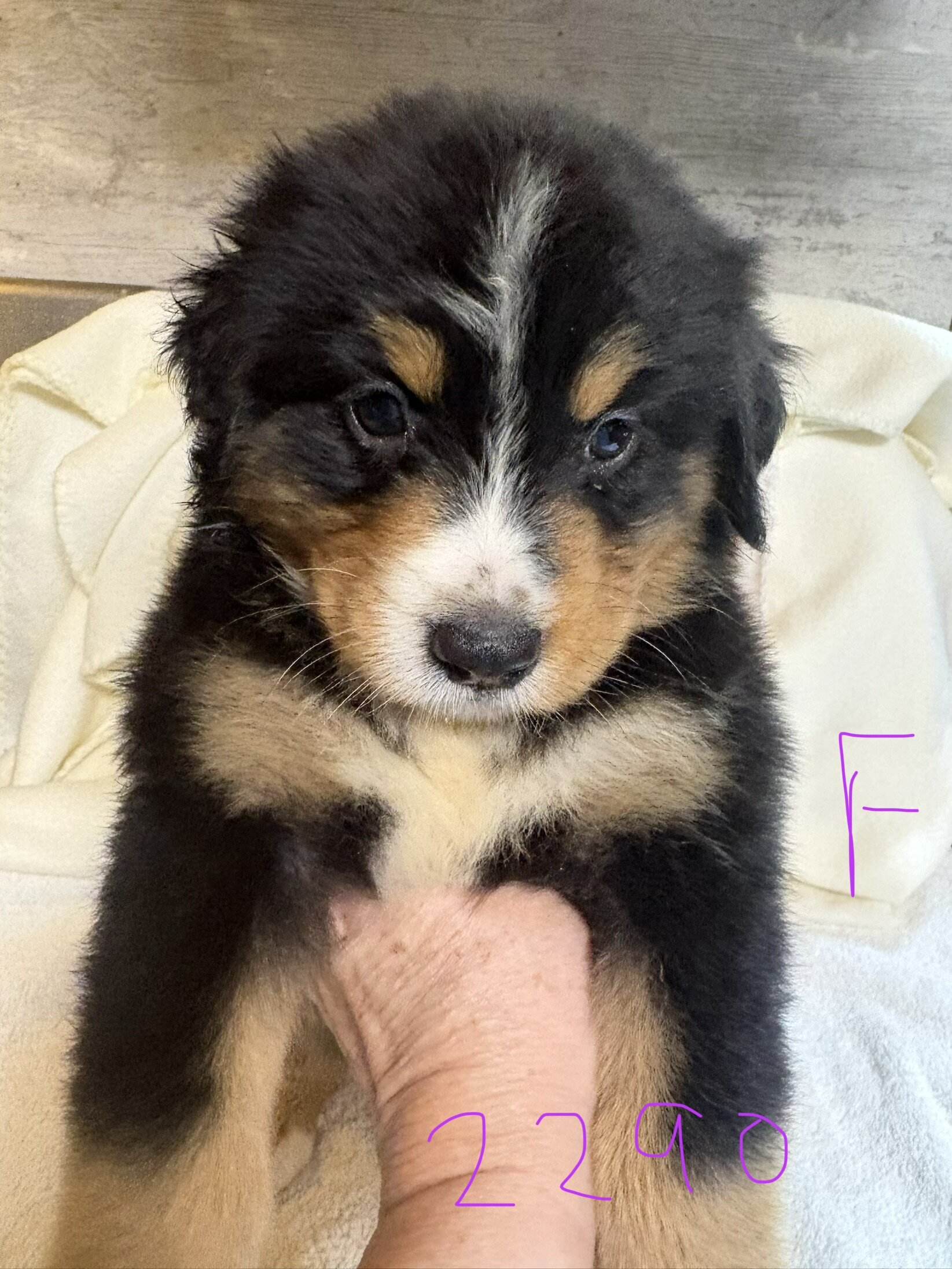 Australian mountain dog pups image 5