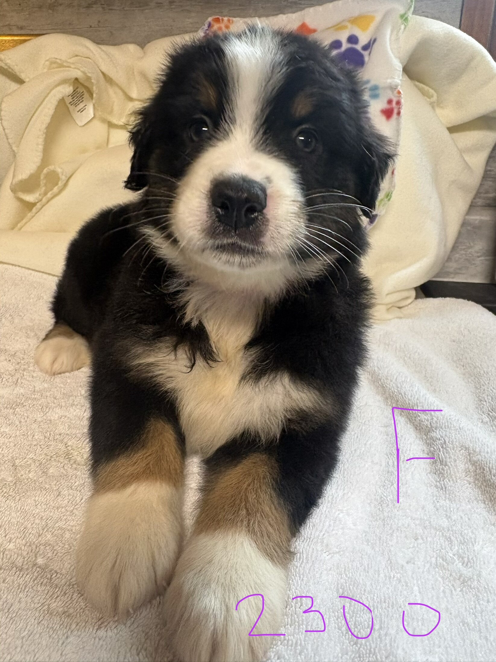 Australian mountain dog pups image 3