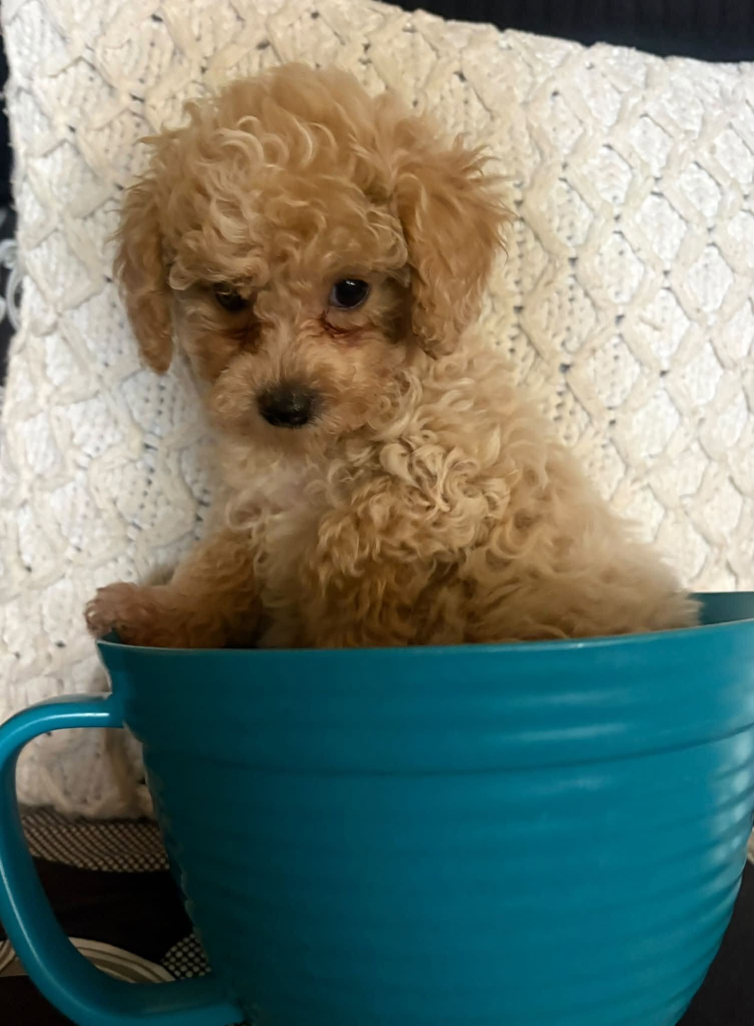 Morkipoo baby image 3