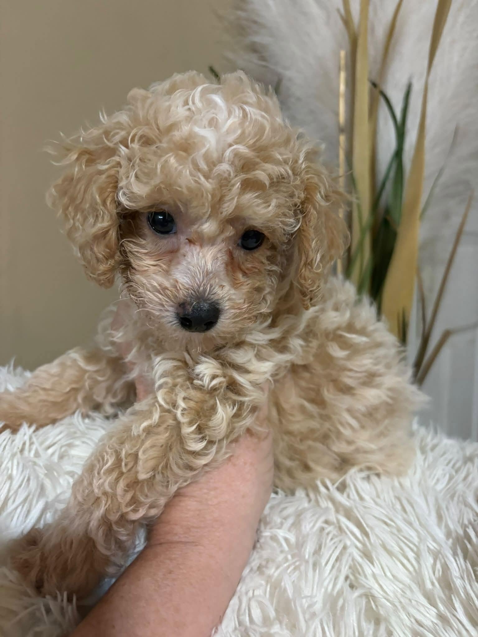 Morkipoo baby image 2