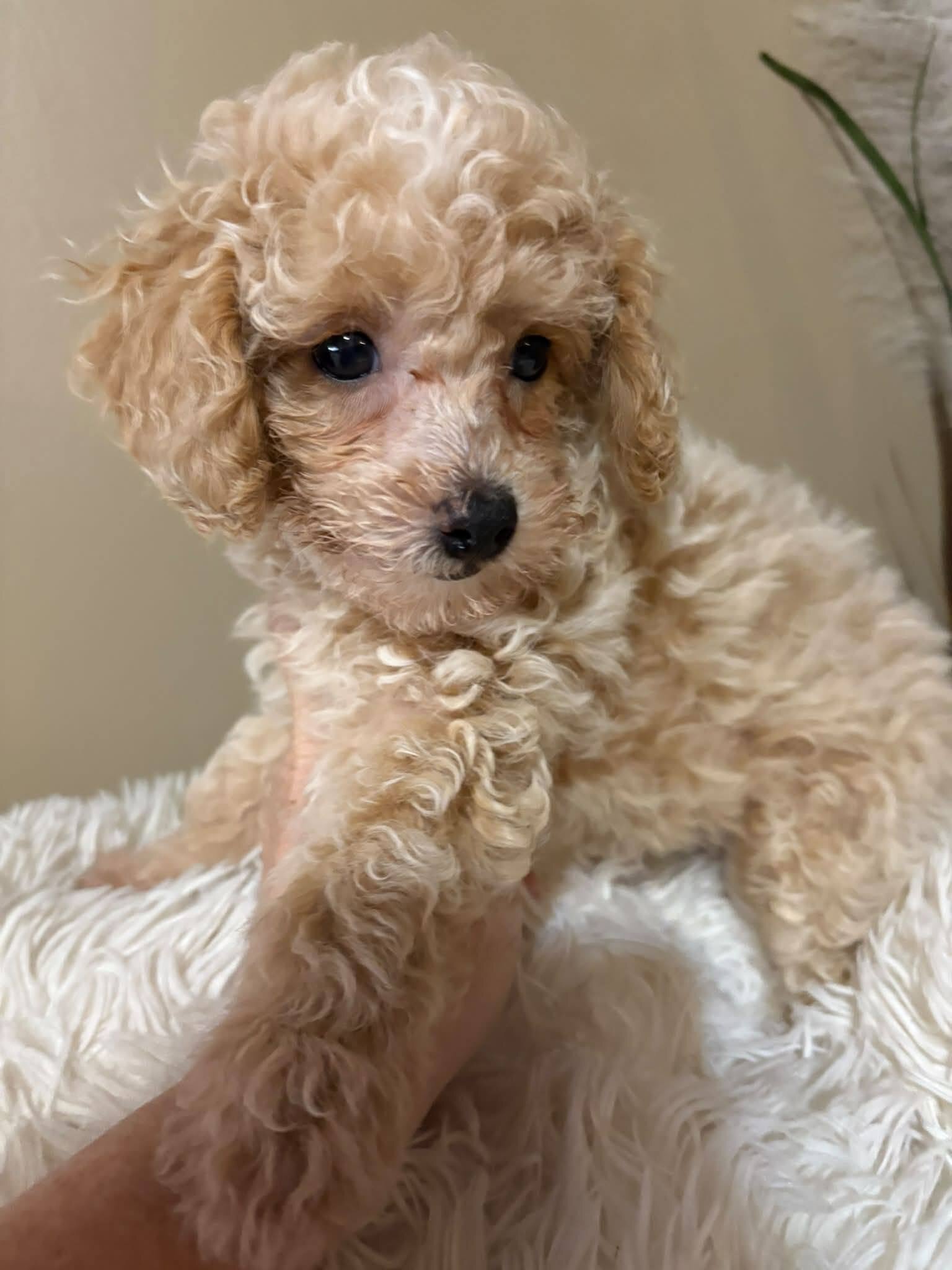 Morkipoo baby image 1
