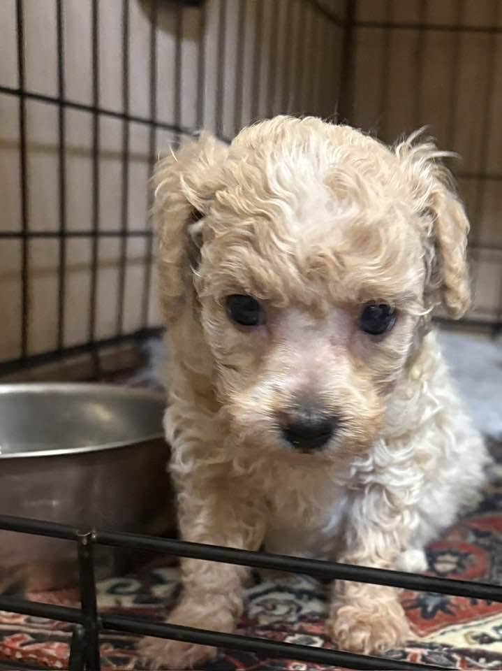 Morkipoo baby image 4