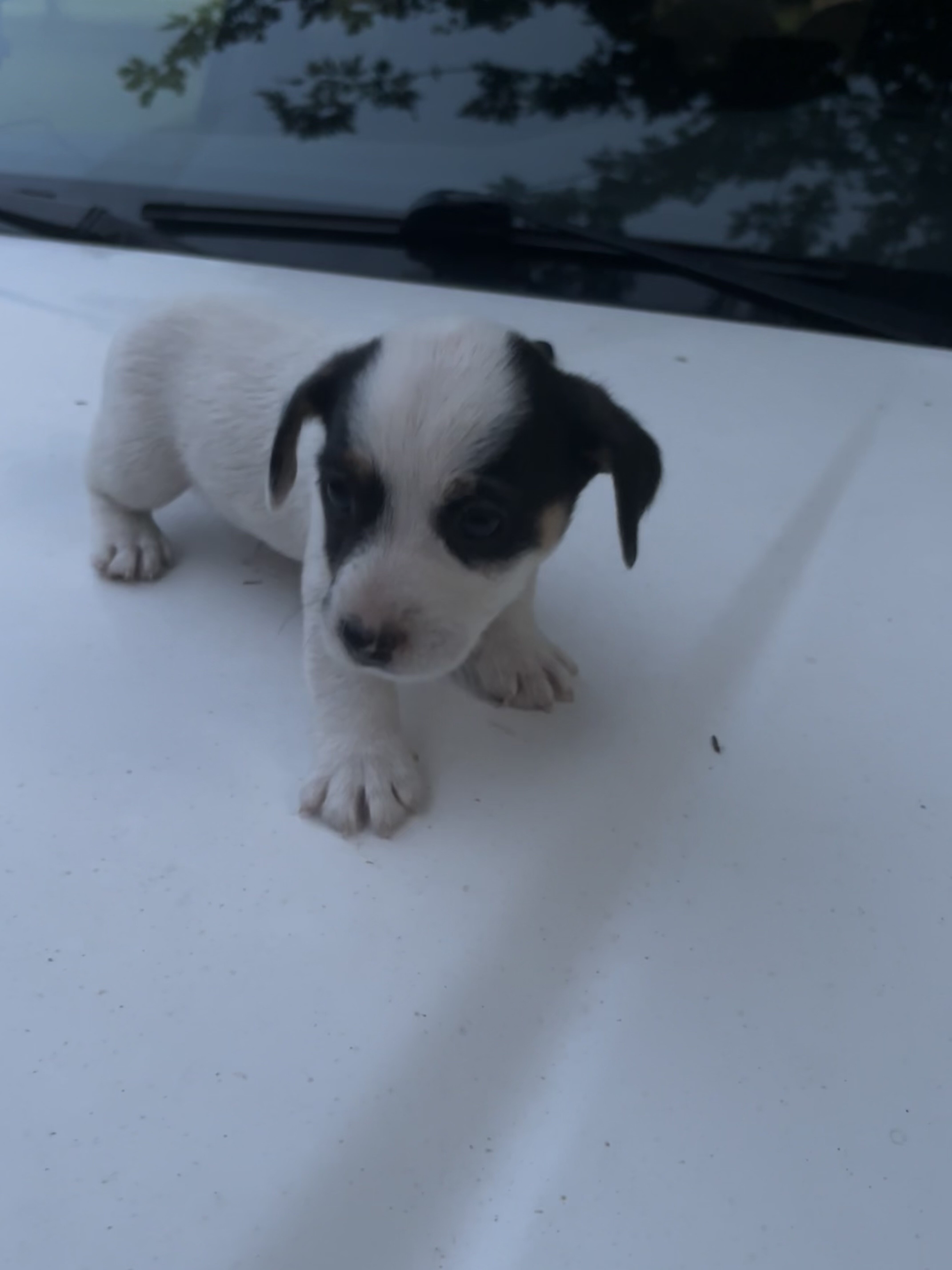 Jack Russell Puppies image 6