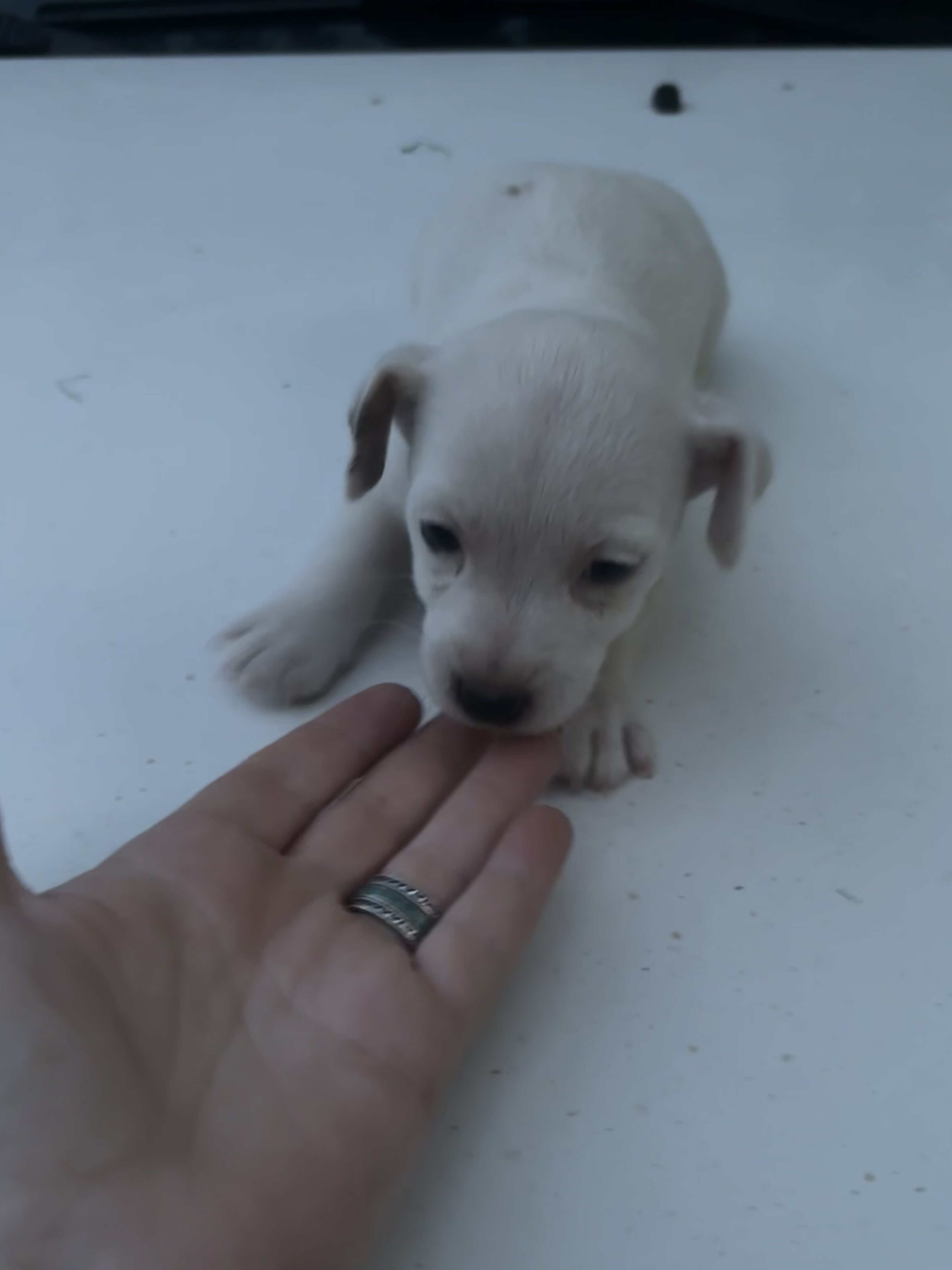 Jack Russell Puppies image 1
