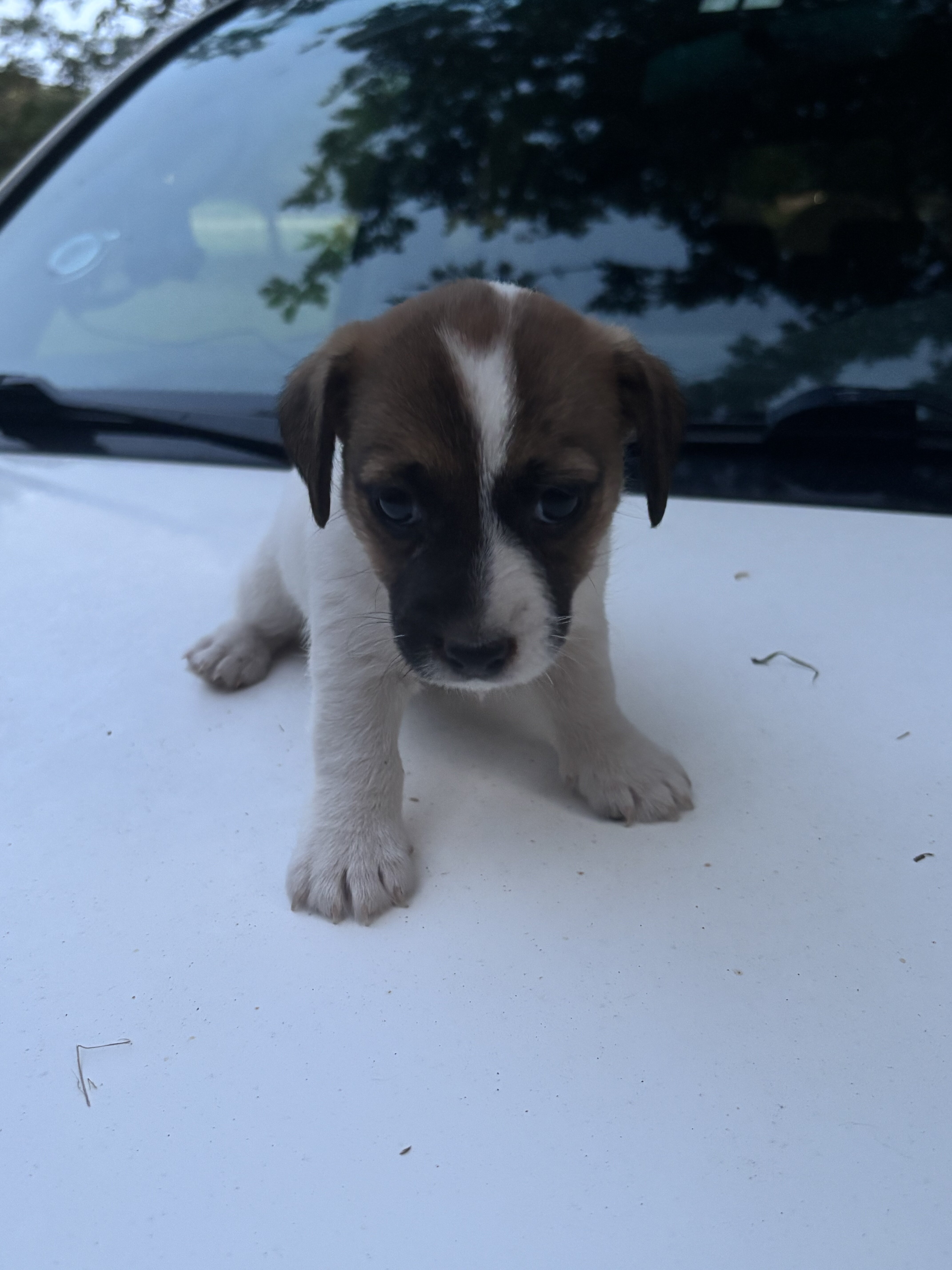 Jack Russell Puppies image 2
