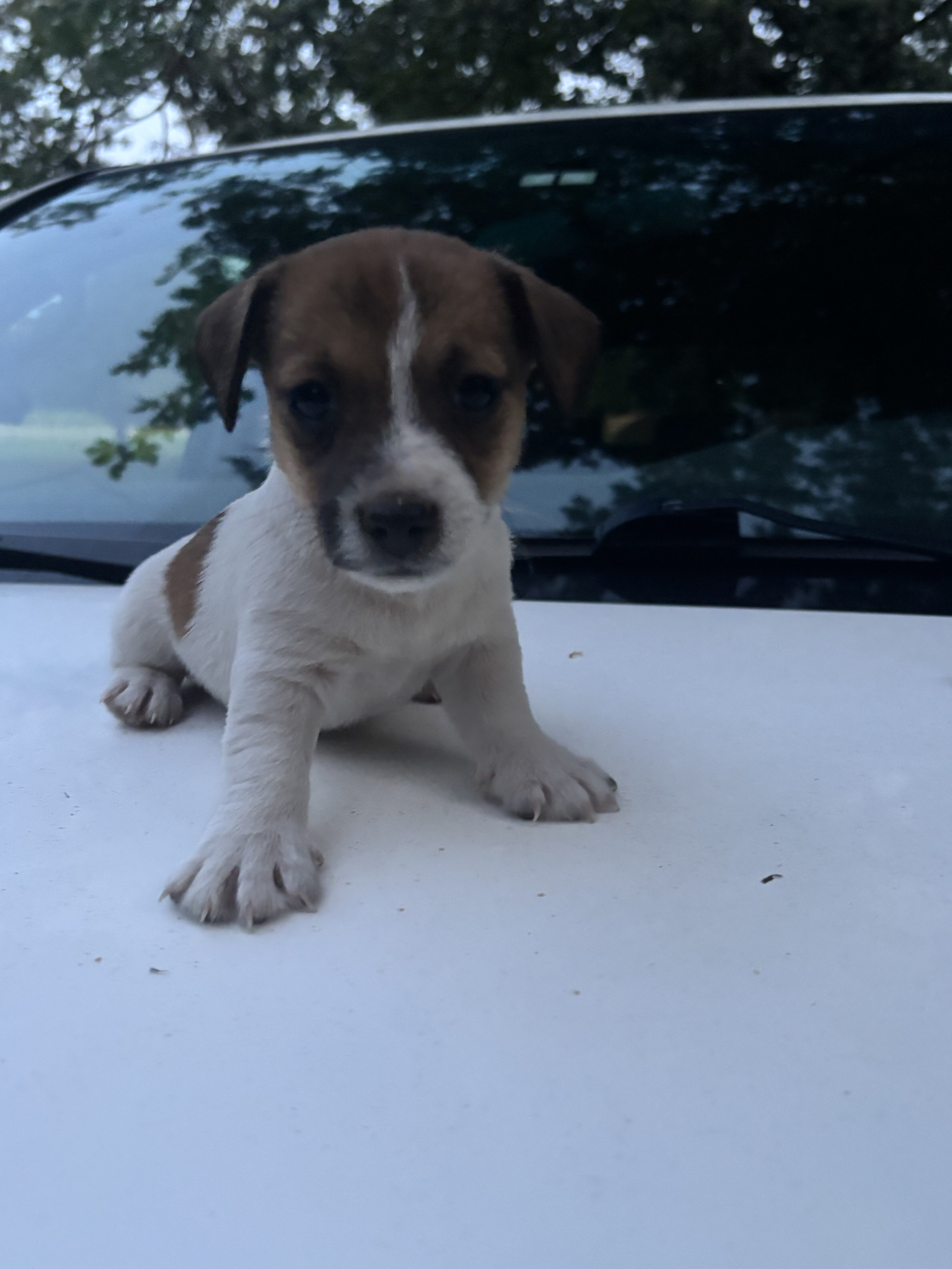 Jack Russell Puppies image 3
