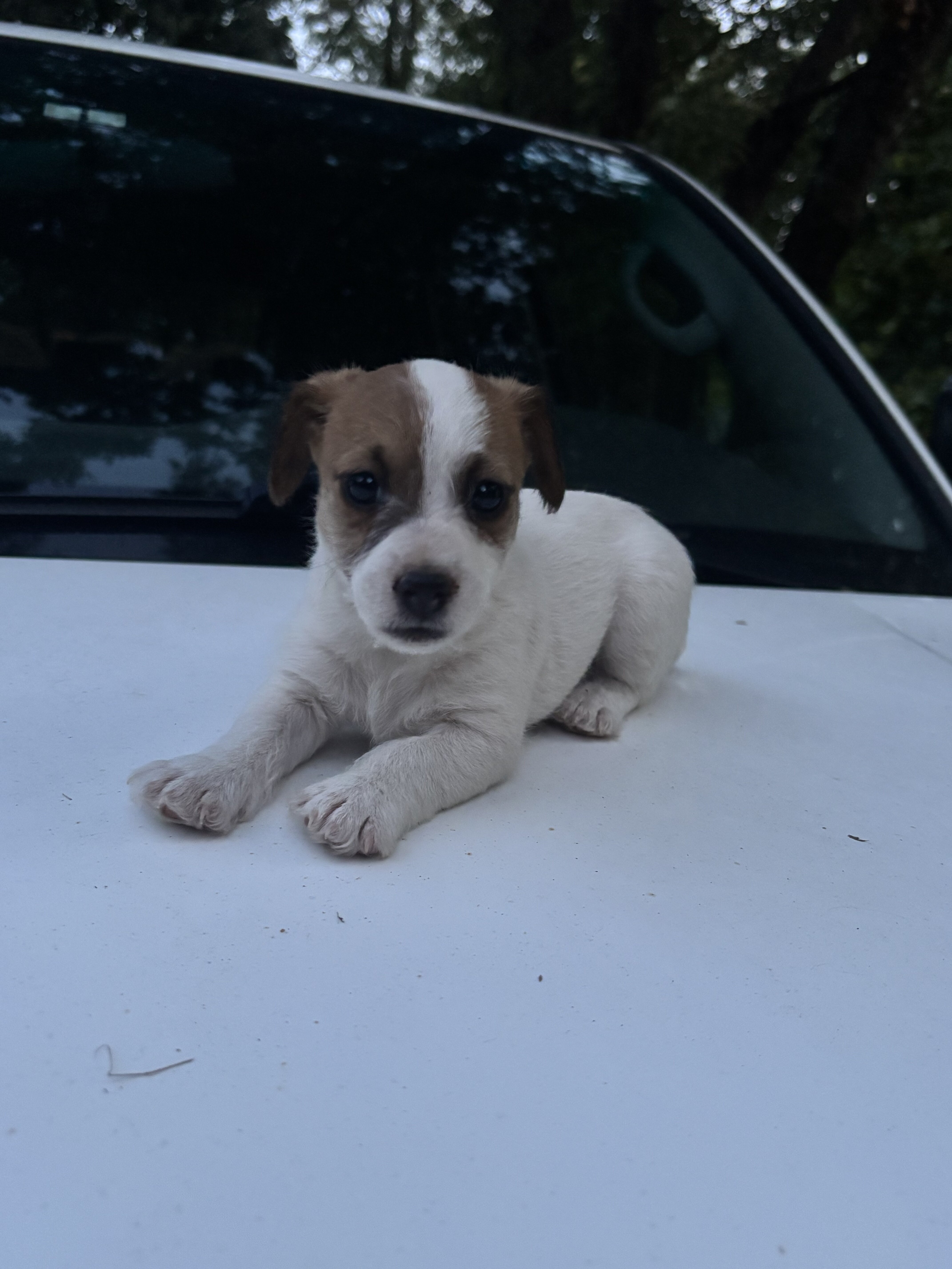 Jack Russell Puppies image 4