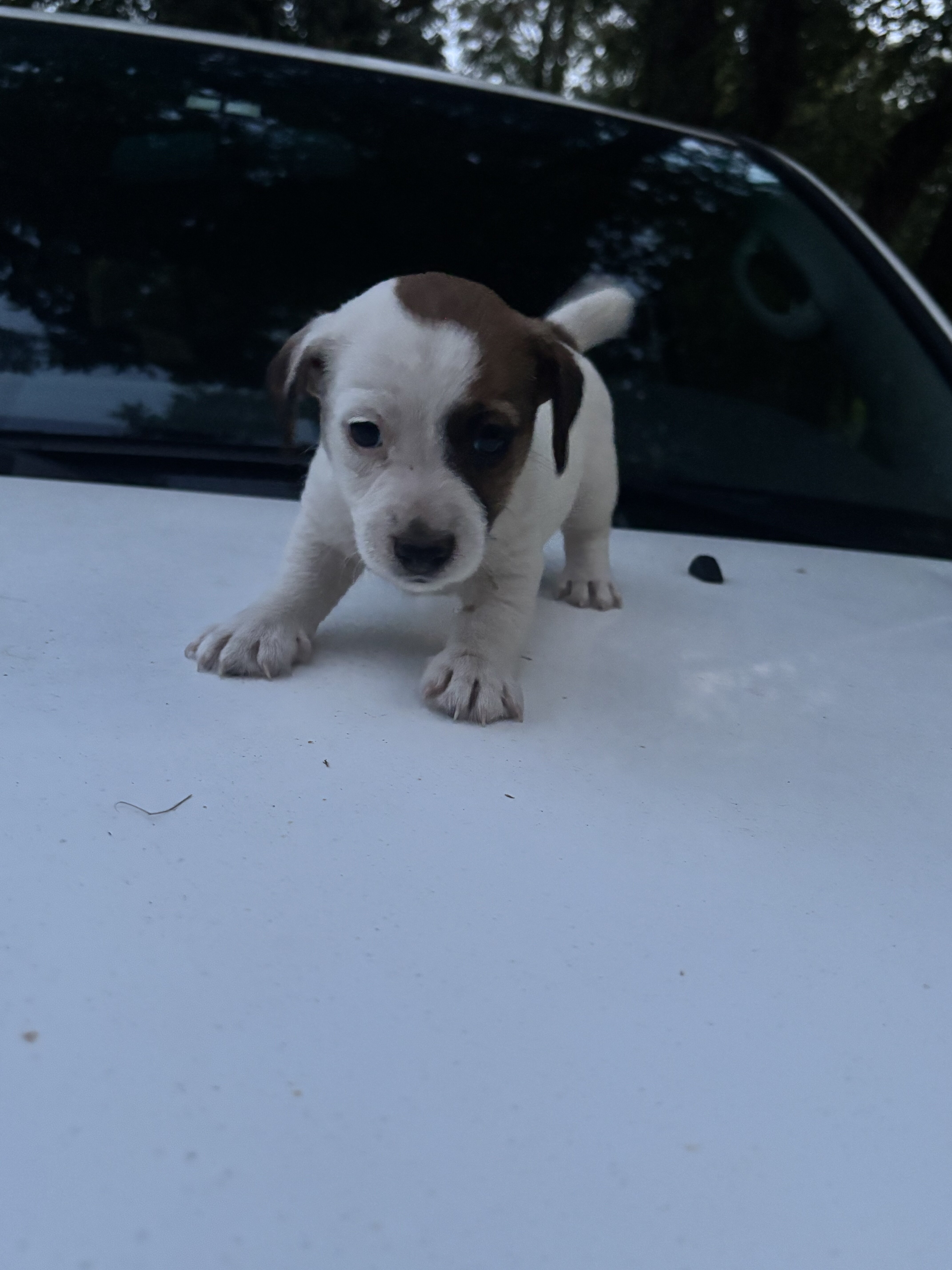 Jack Russell Puppies image 5