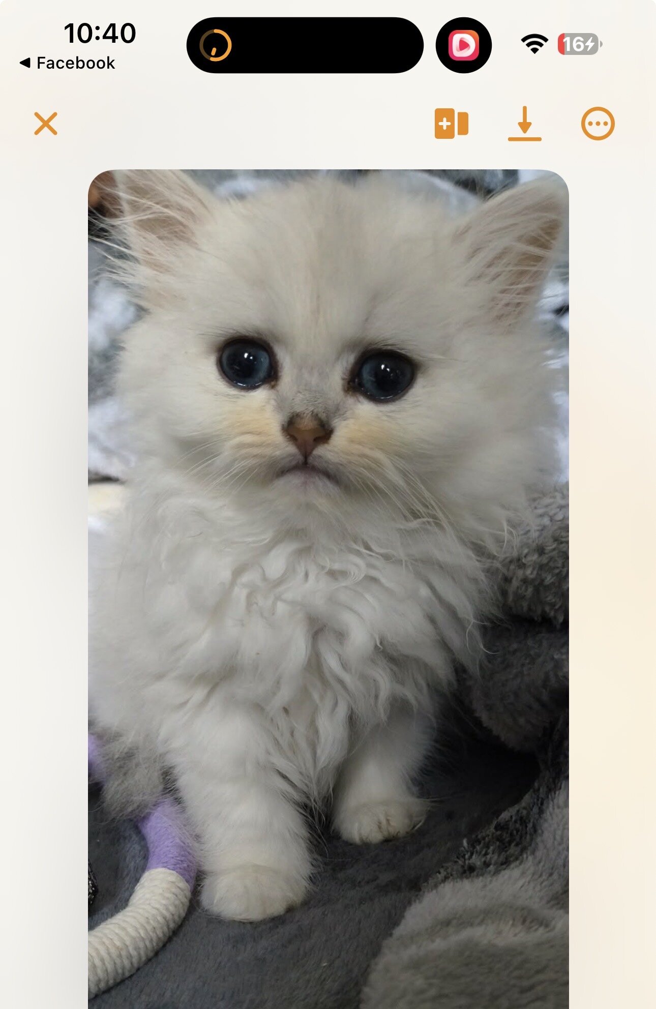Silver chinchilla Persian  kitten male image 1