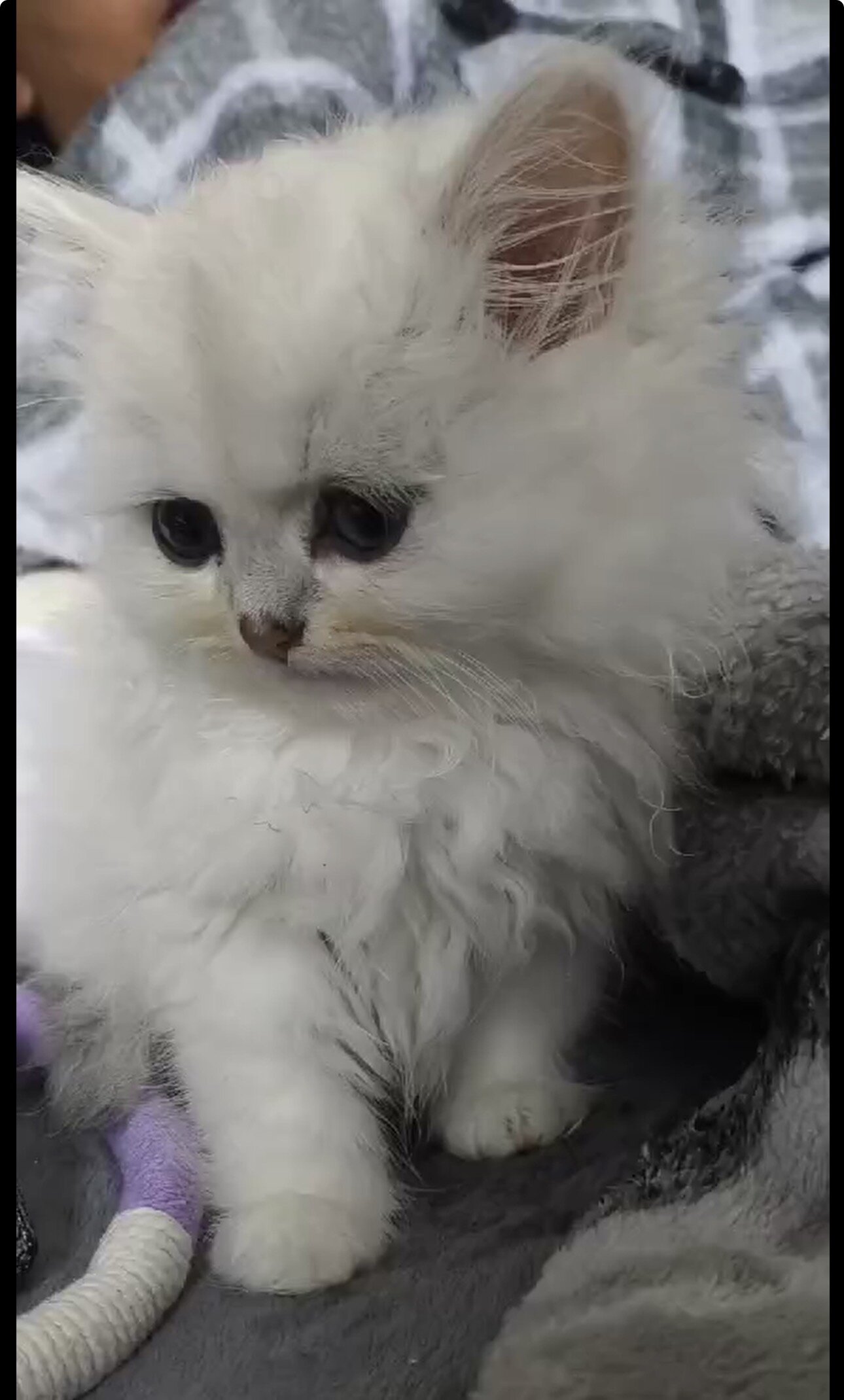 Silver chinchilla Persian  kitten male image 5