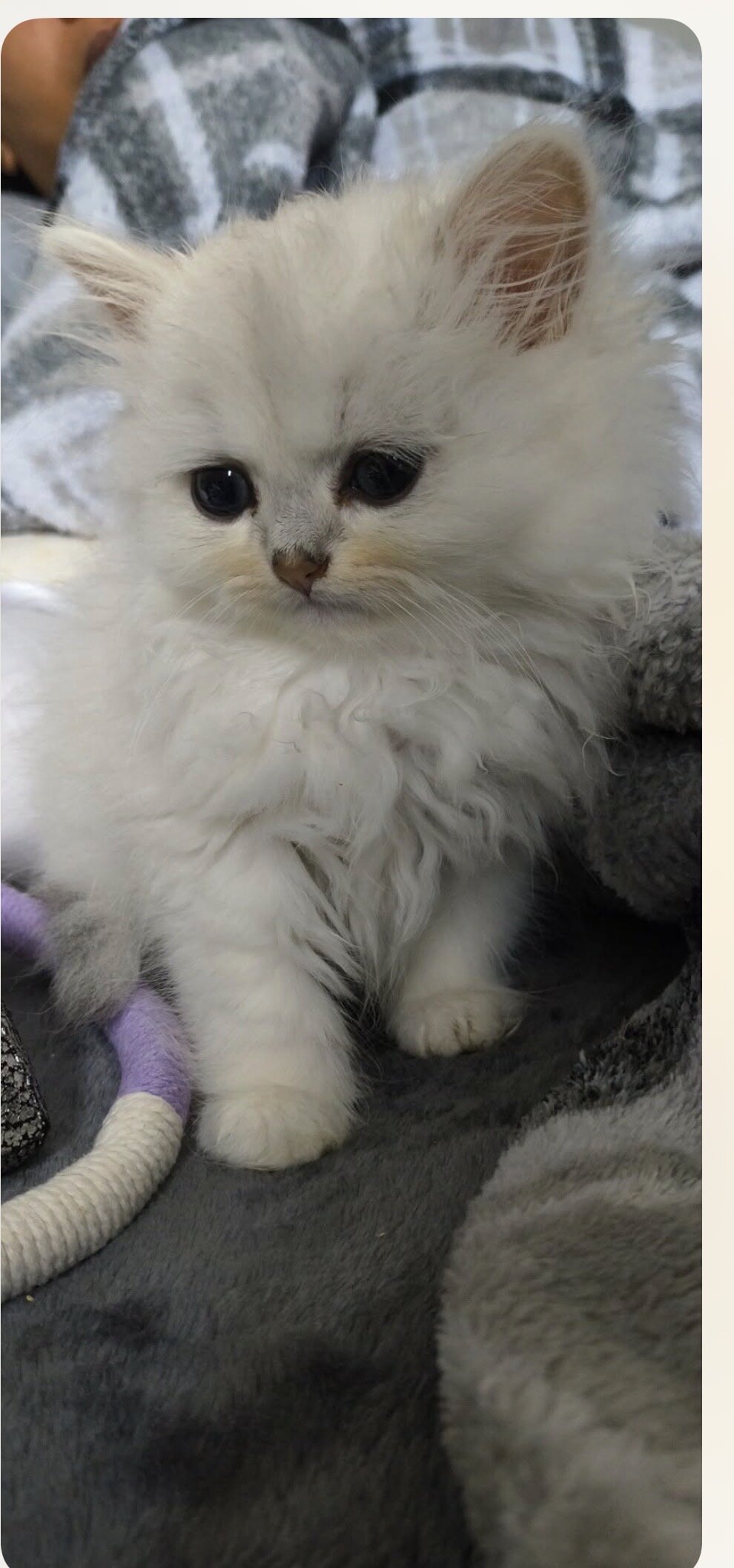 Silver chinchilla Persian  kitten male image 2