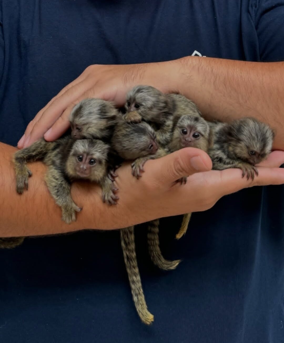 Beautiful and well socialize marmoset monkey Ready image 1