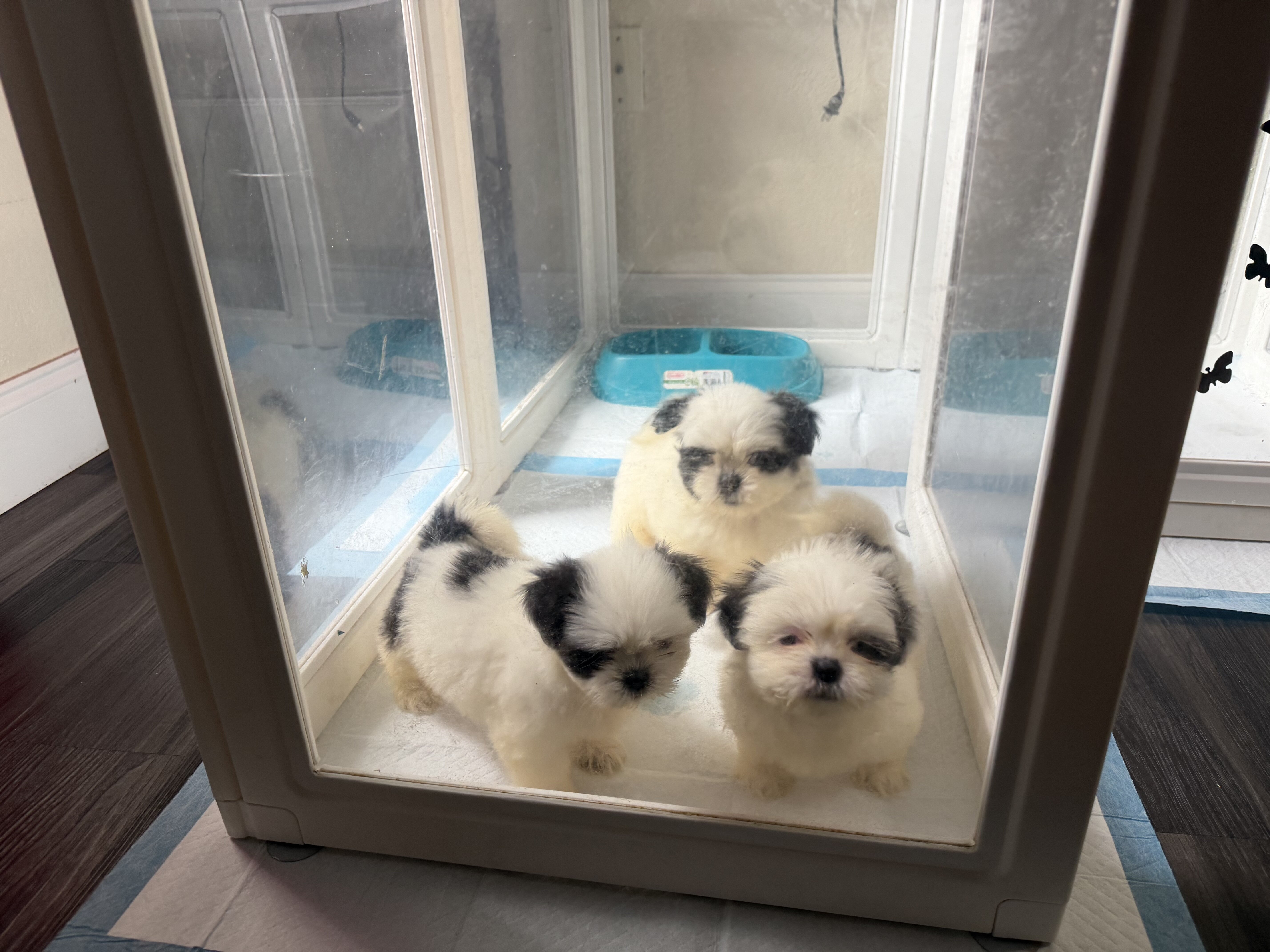 Shitzu puppies image 1