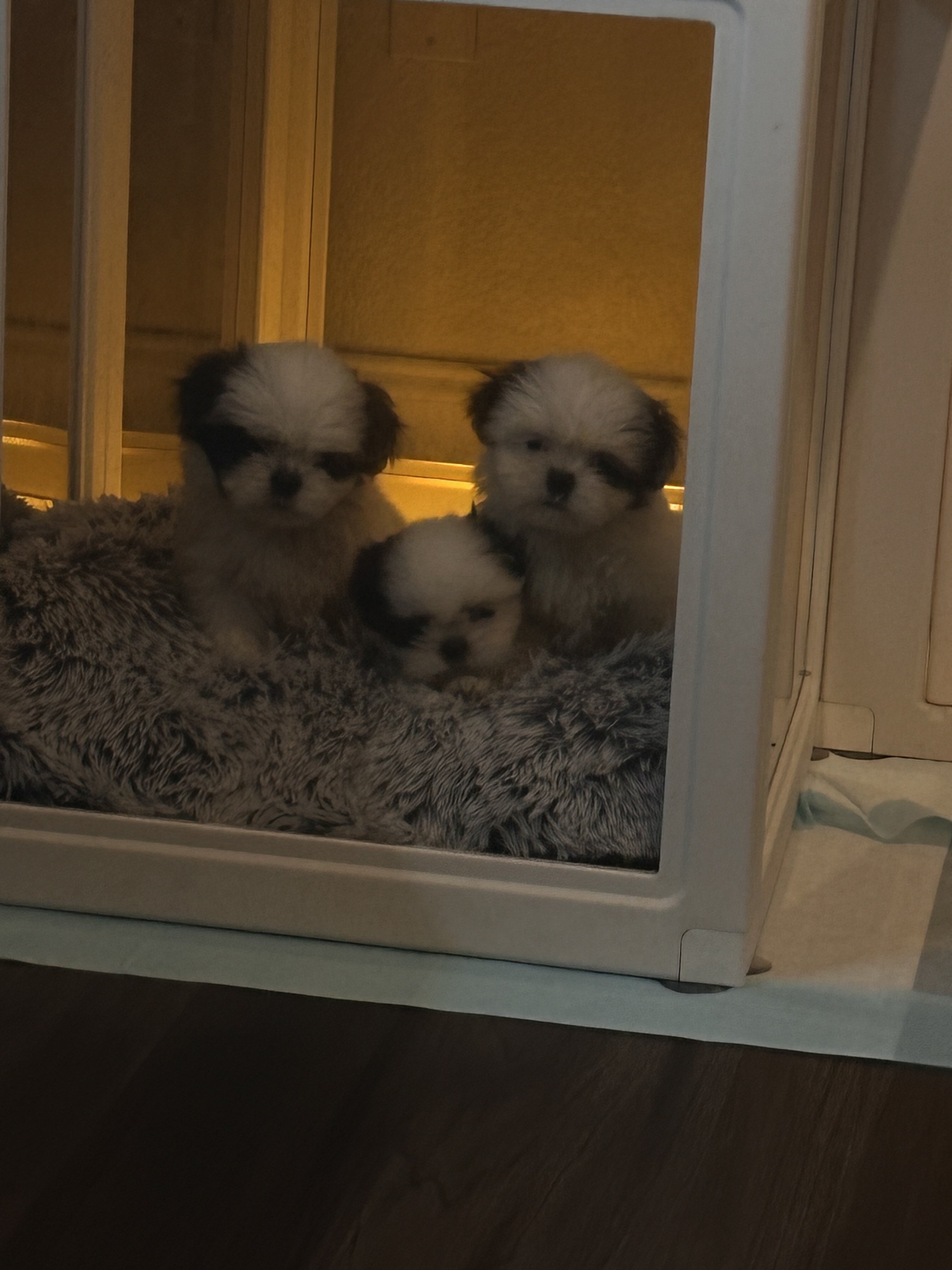 Shitzu puppies image 3