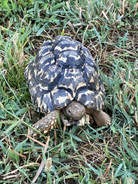 Male Adult Leopard Tortoise image 3
