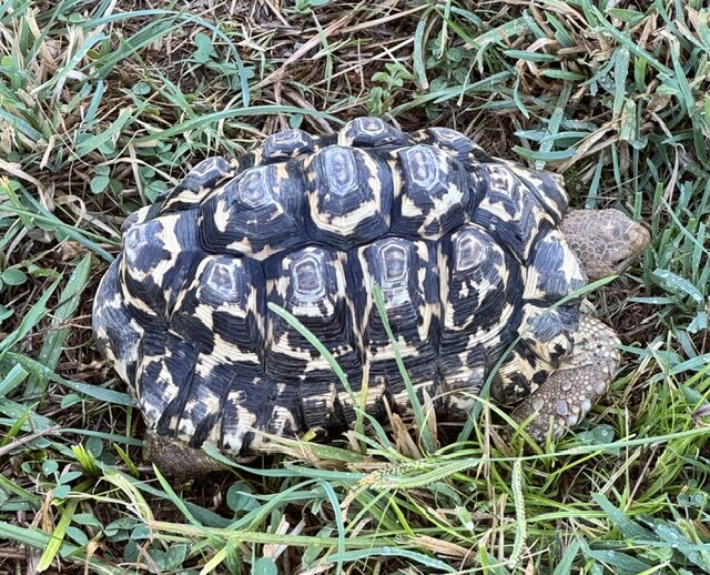 Male Adult Leopard Tortoise image 2