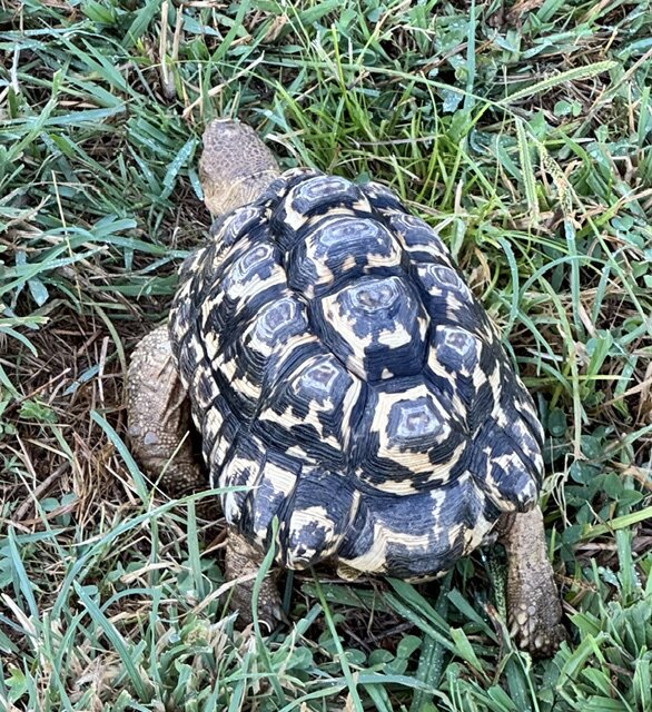 Male Adult Leopard Tortoise image 1