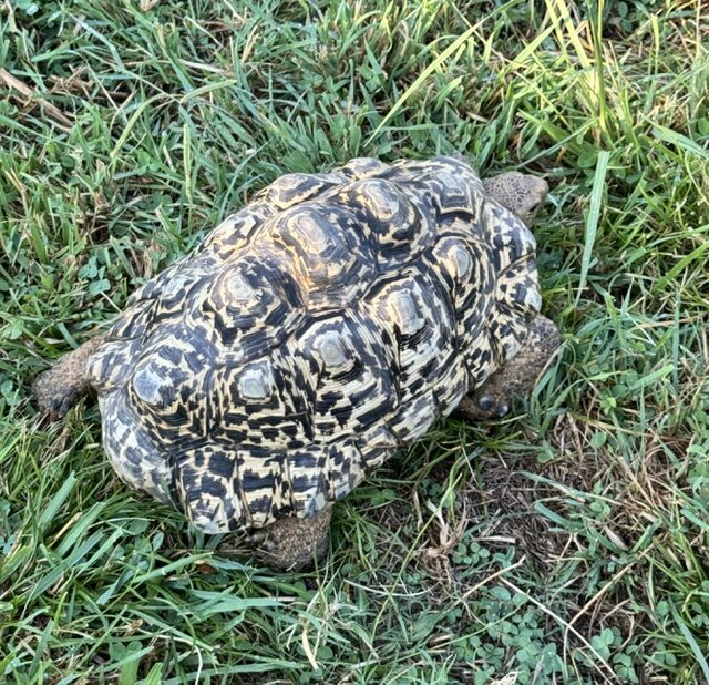 Male Adult Leopard Tortoise image 1