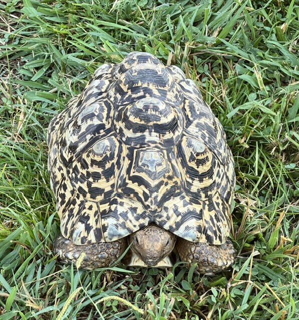 Male Adult Leopard Tortoise image 2