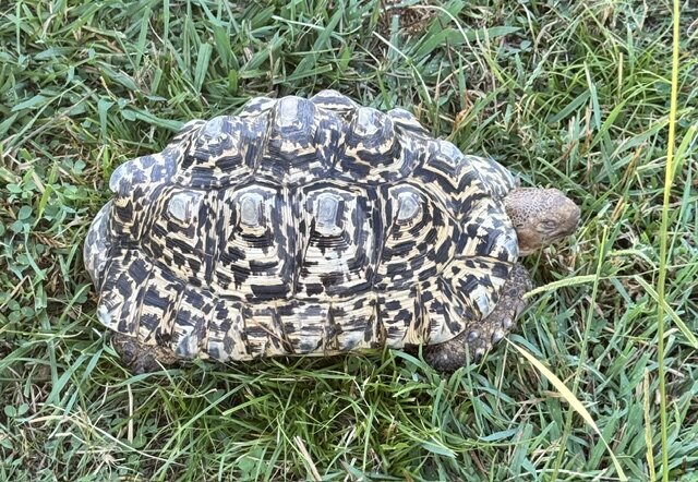 Male Adult Leopard Tortoise image 3